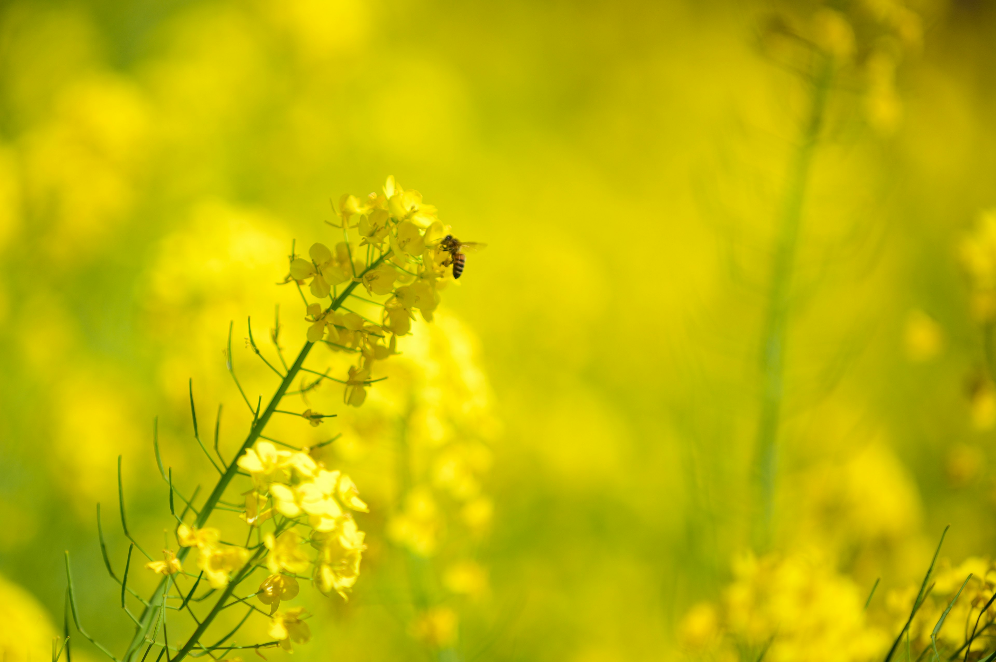 明るい黄色の花と蜜蜂が特徴の風景