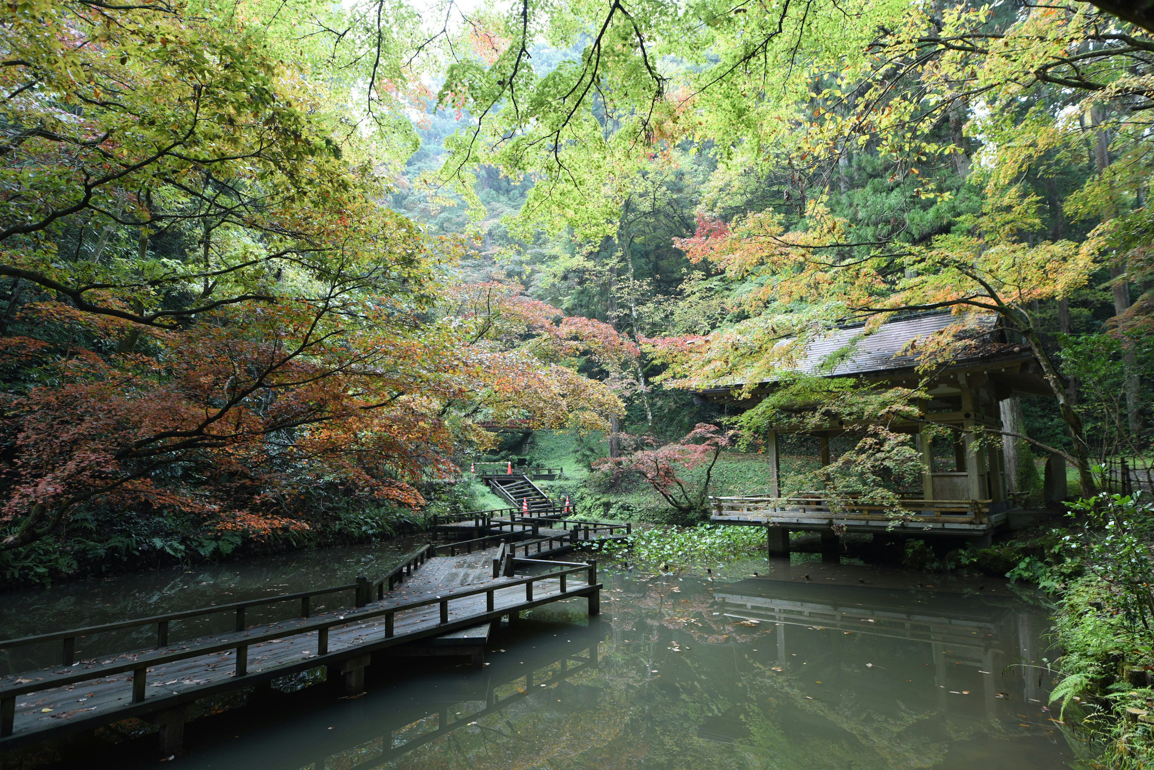 美しい日本の庭園にかかる木の橋と周囲の色とりどりの葉