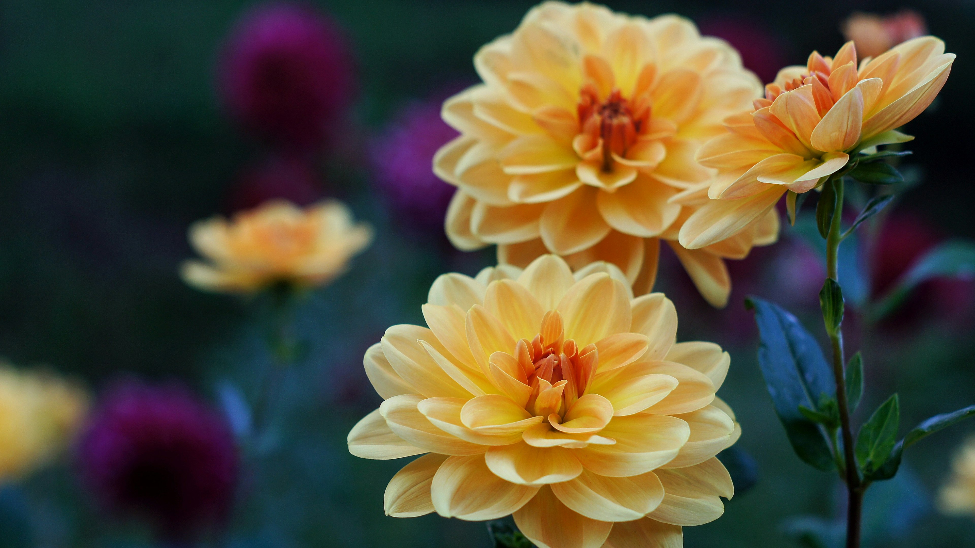 Flores de dalia amarillas floreciendo en un jardín