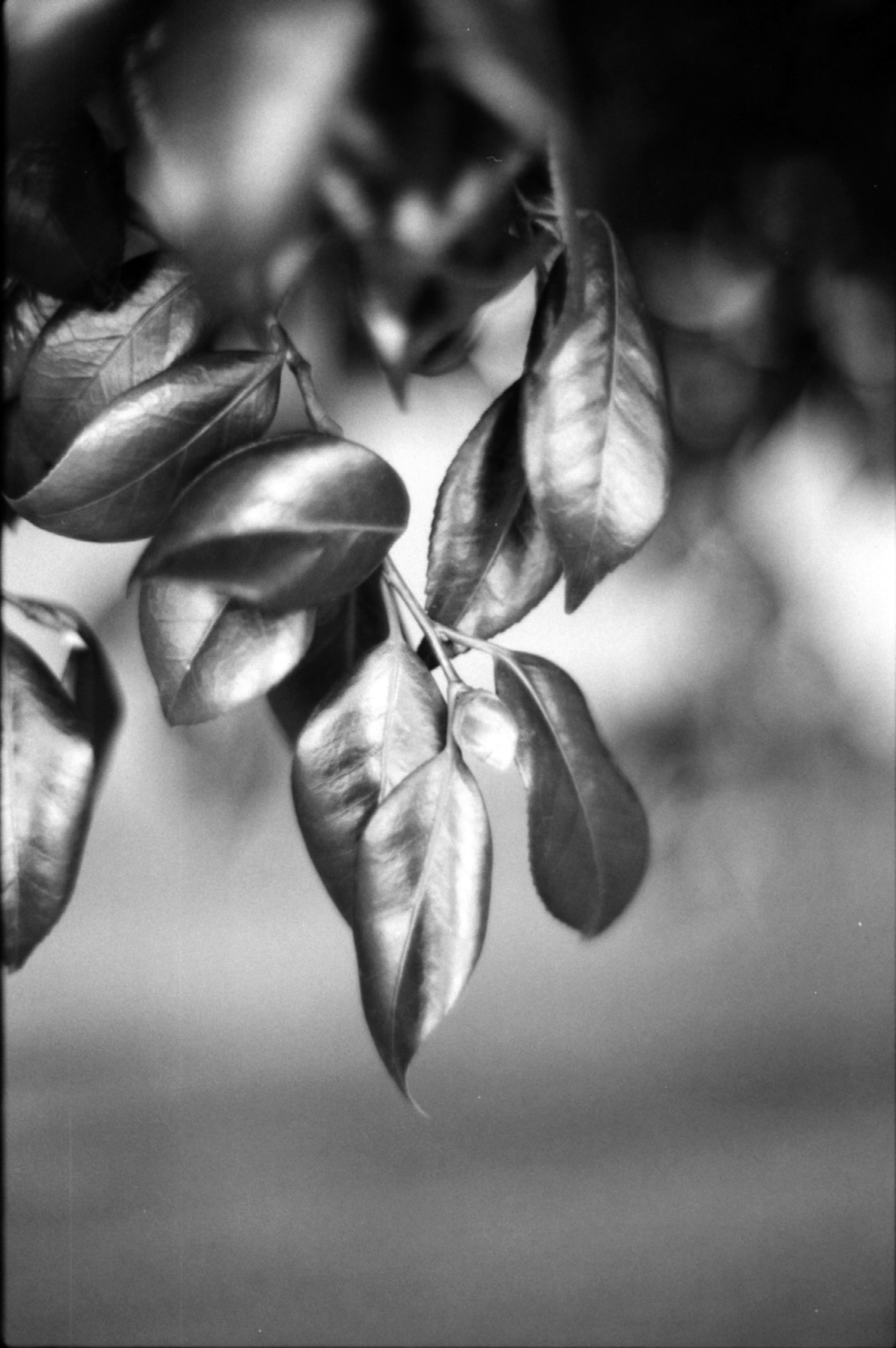 Close-up of hanging leaves in black and white with detailed textures