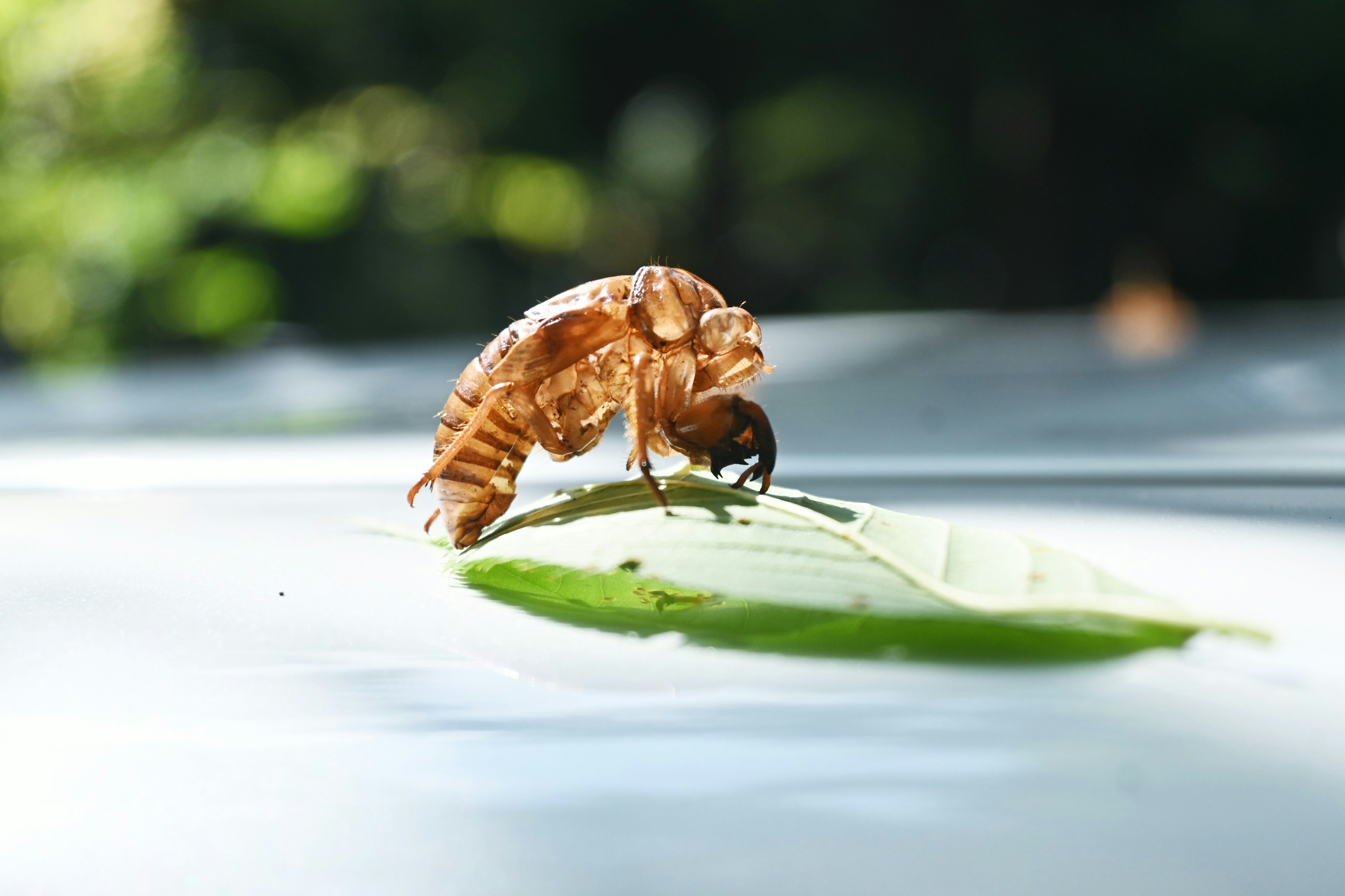 Gambar close-up dari seekor serangga cicada di atas daun