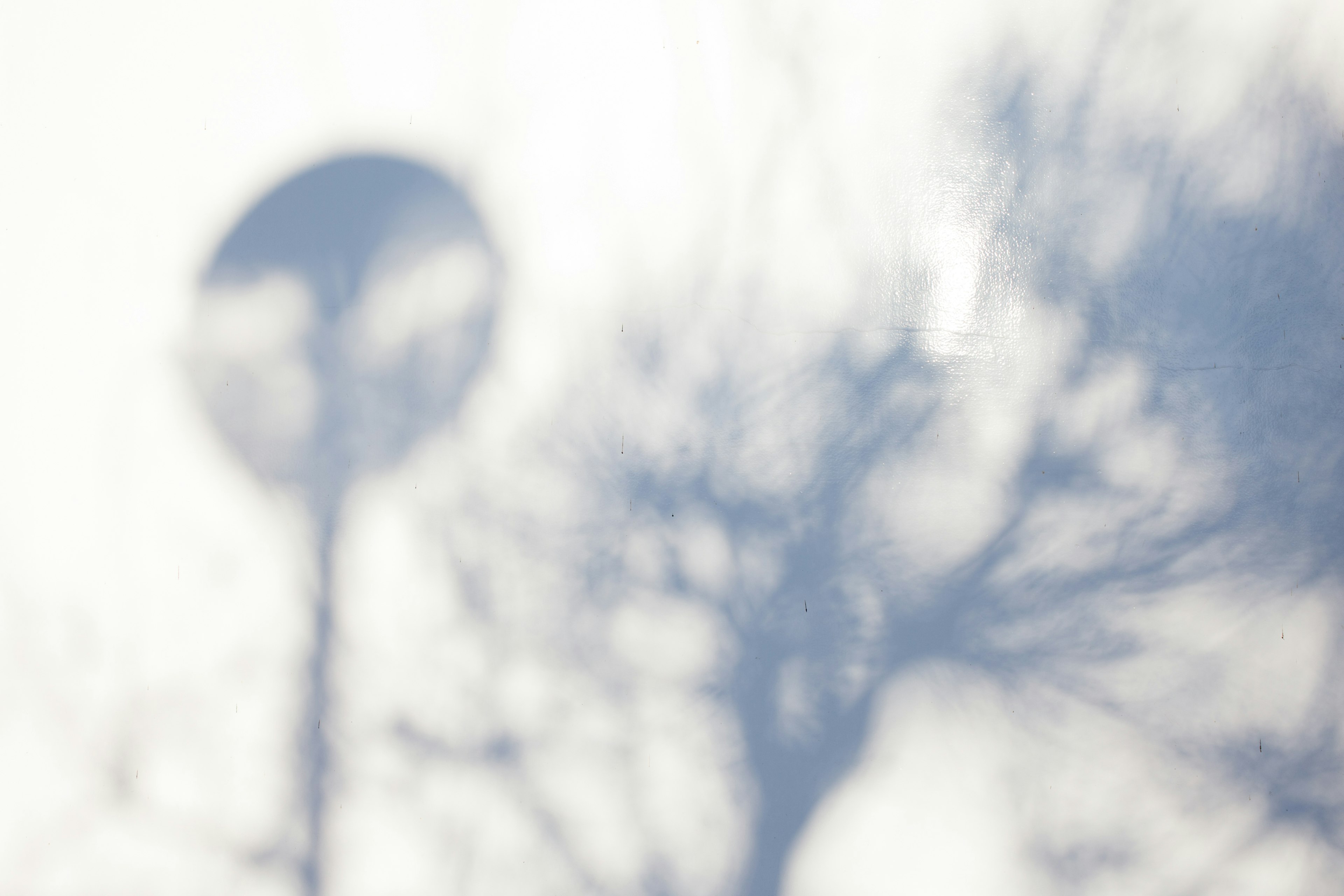 Shadows of trees and a circular object against a white background