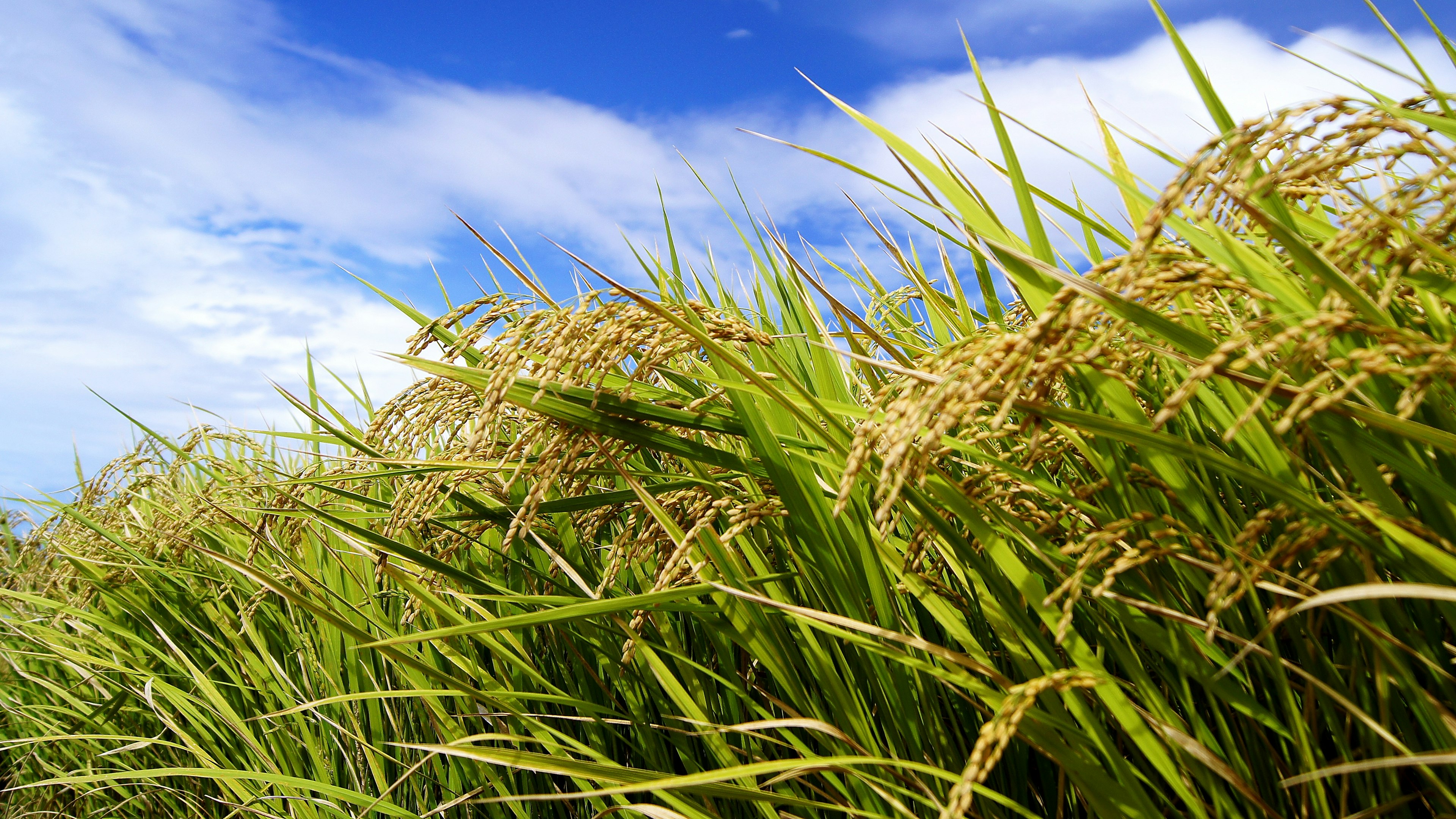 Plantas de arroz vibrantes meciéndose bajo un cielo azul