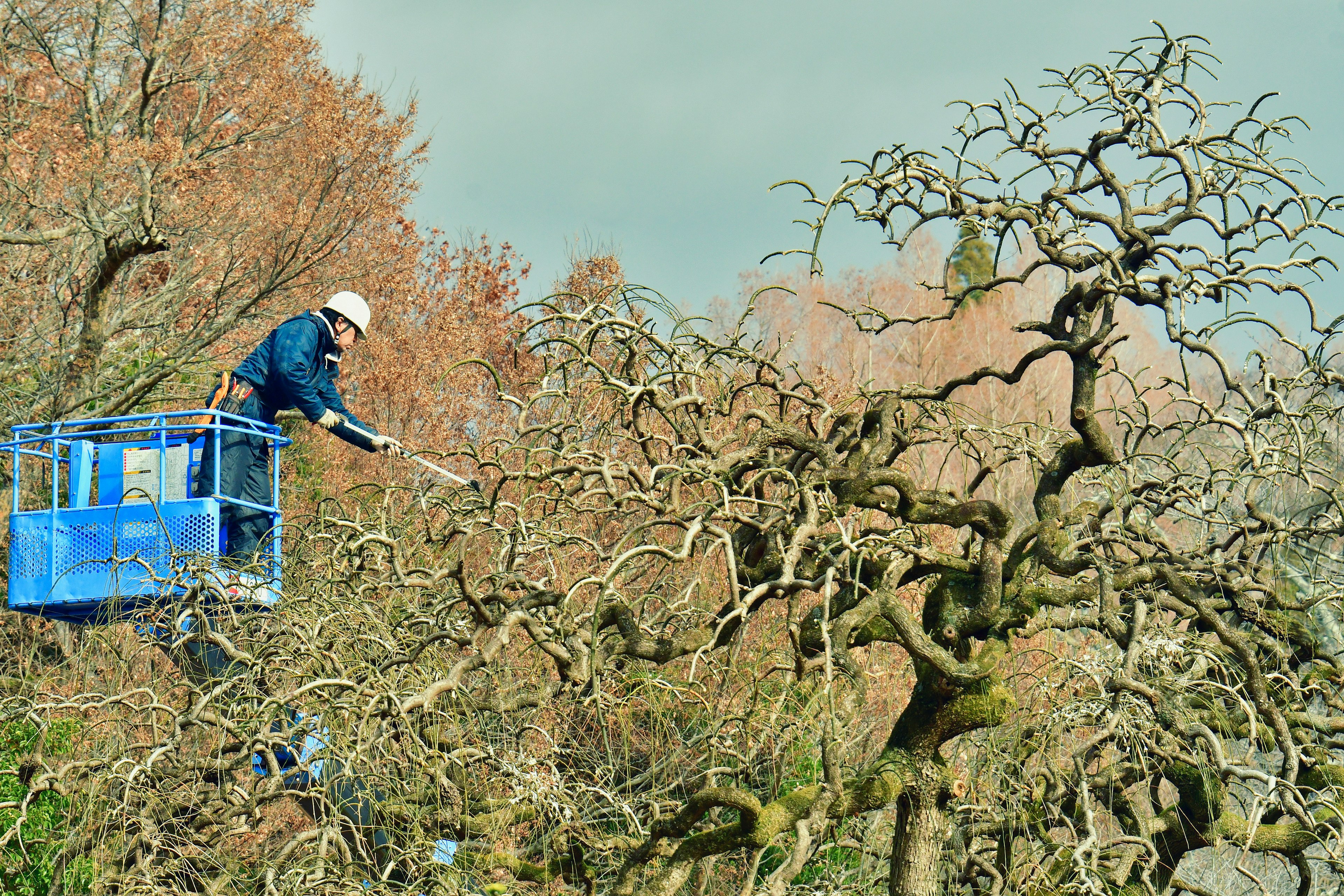 Worker pruning a tree from a lift with intricate branches in the background