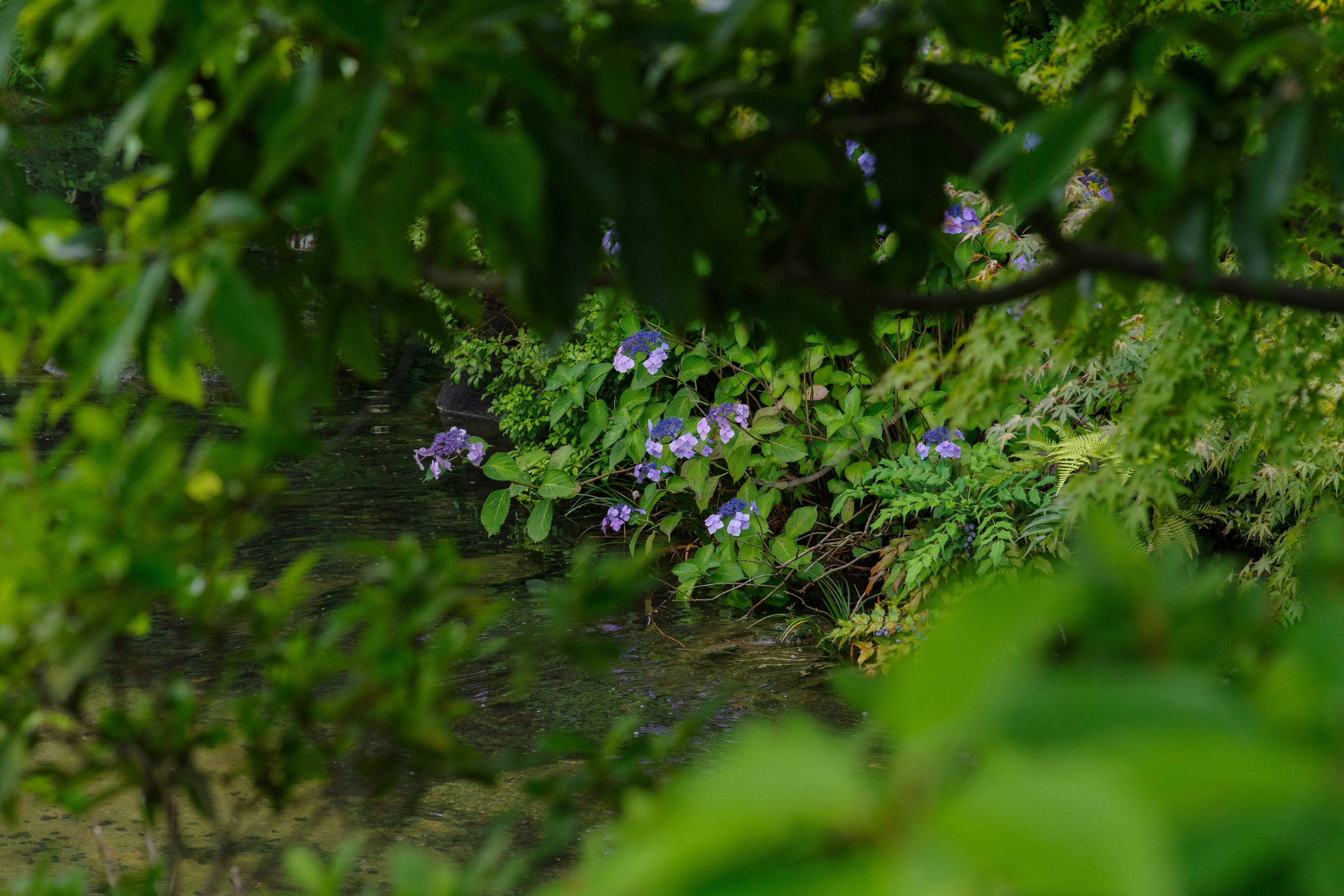 Flores moradas floreciendo cerca de agua corriente rodeadas de hojas verdes