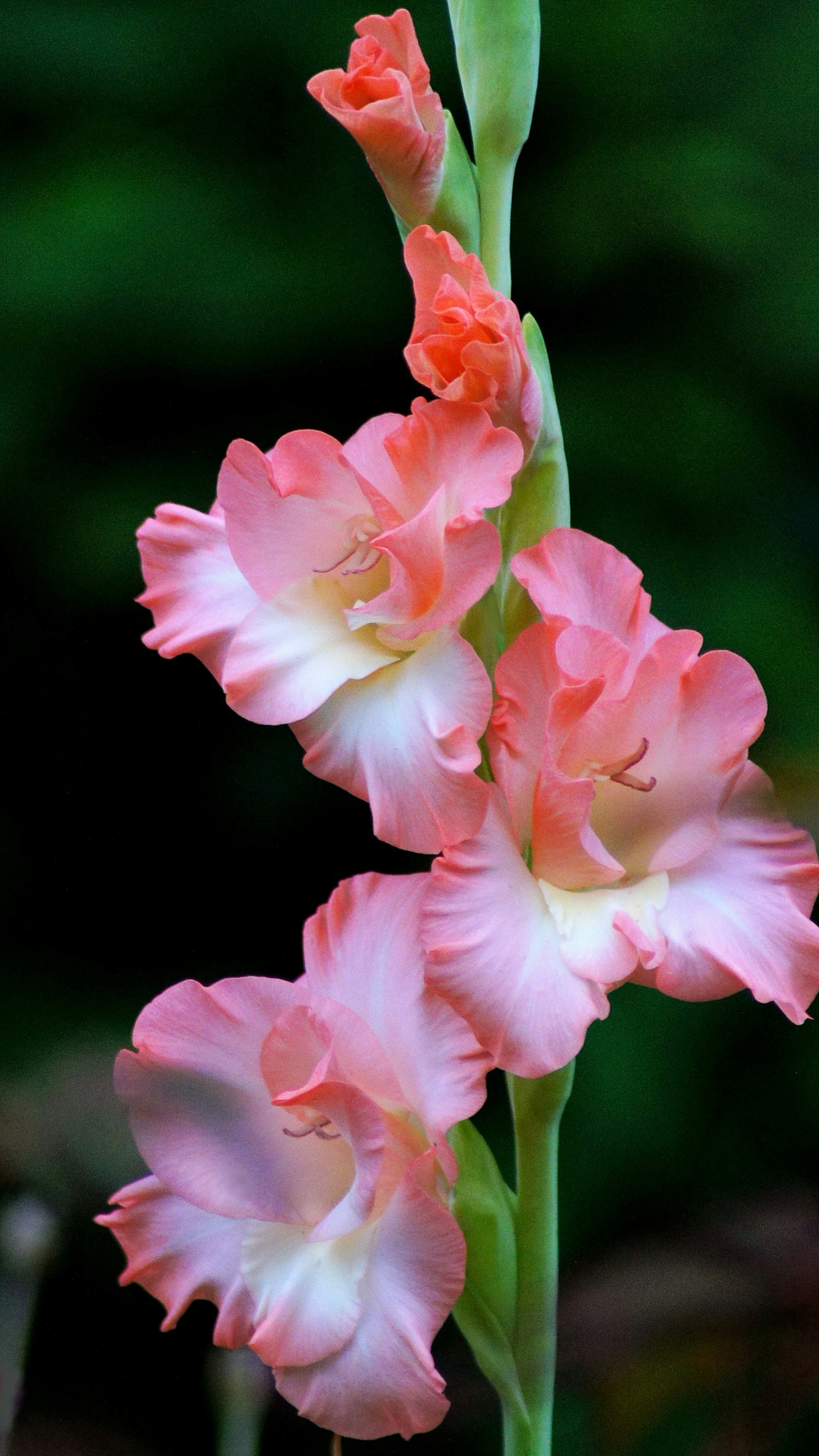 Schöne rosa Gladiolenblüten blühen