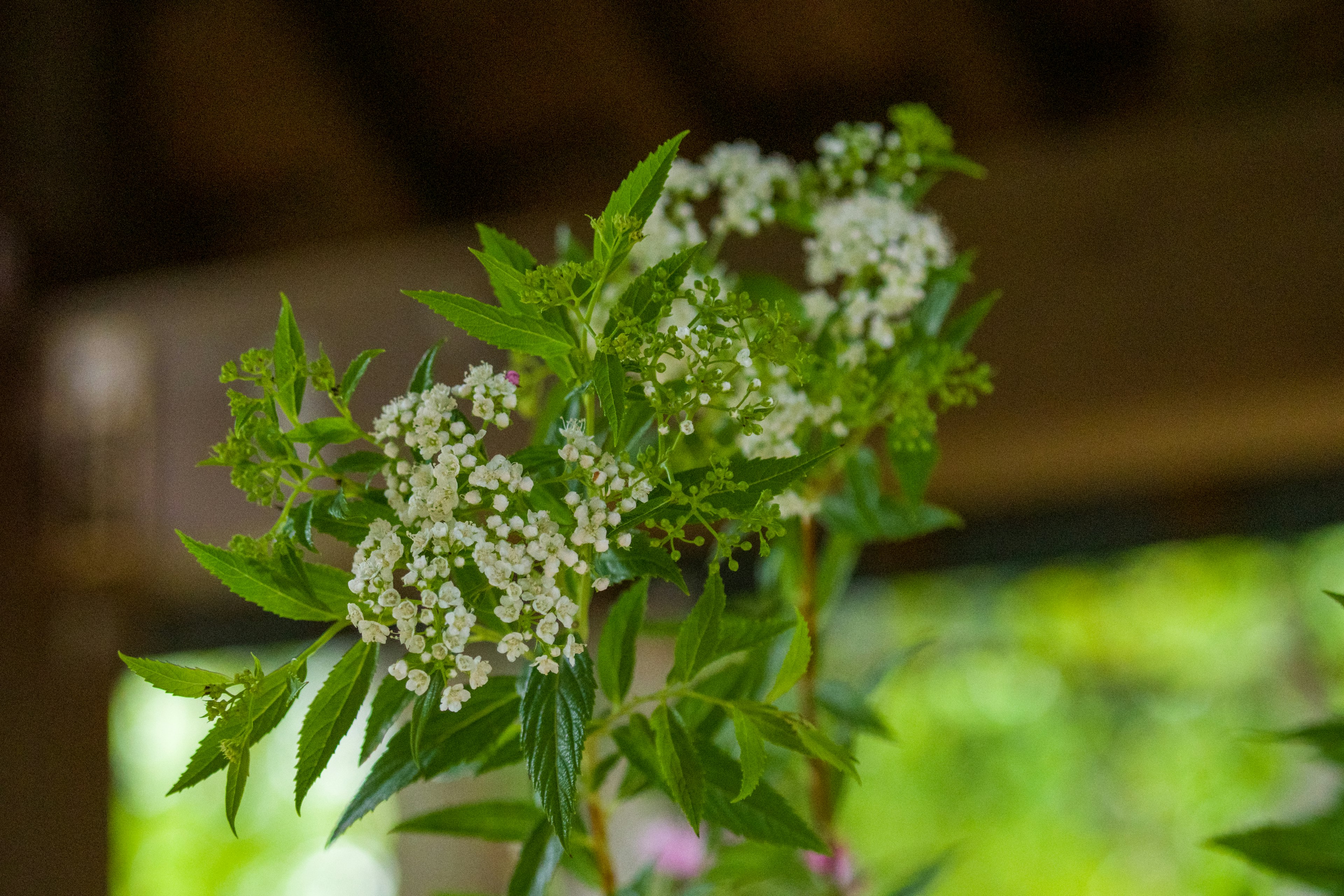 白い花と緑の葉を持つ植物のクローズアップ