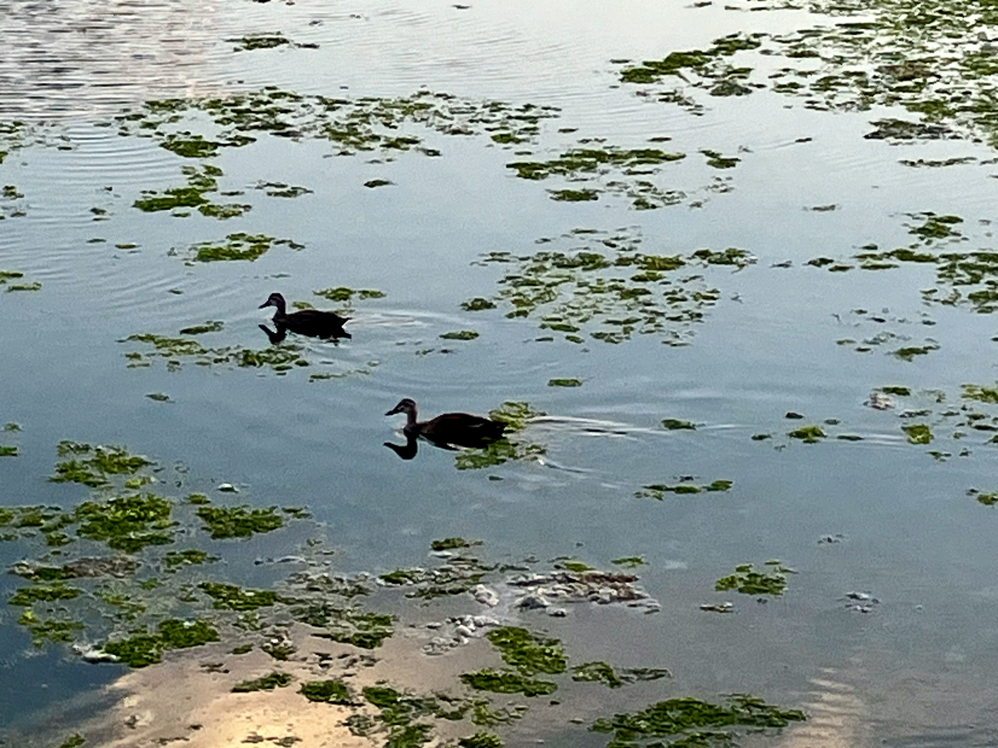 Deux canards nageant à la surface de l'eau entourés d'algues