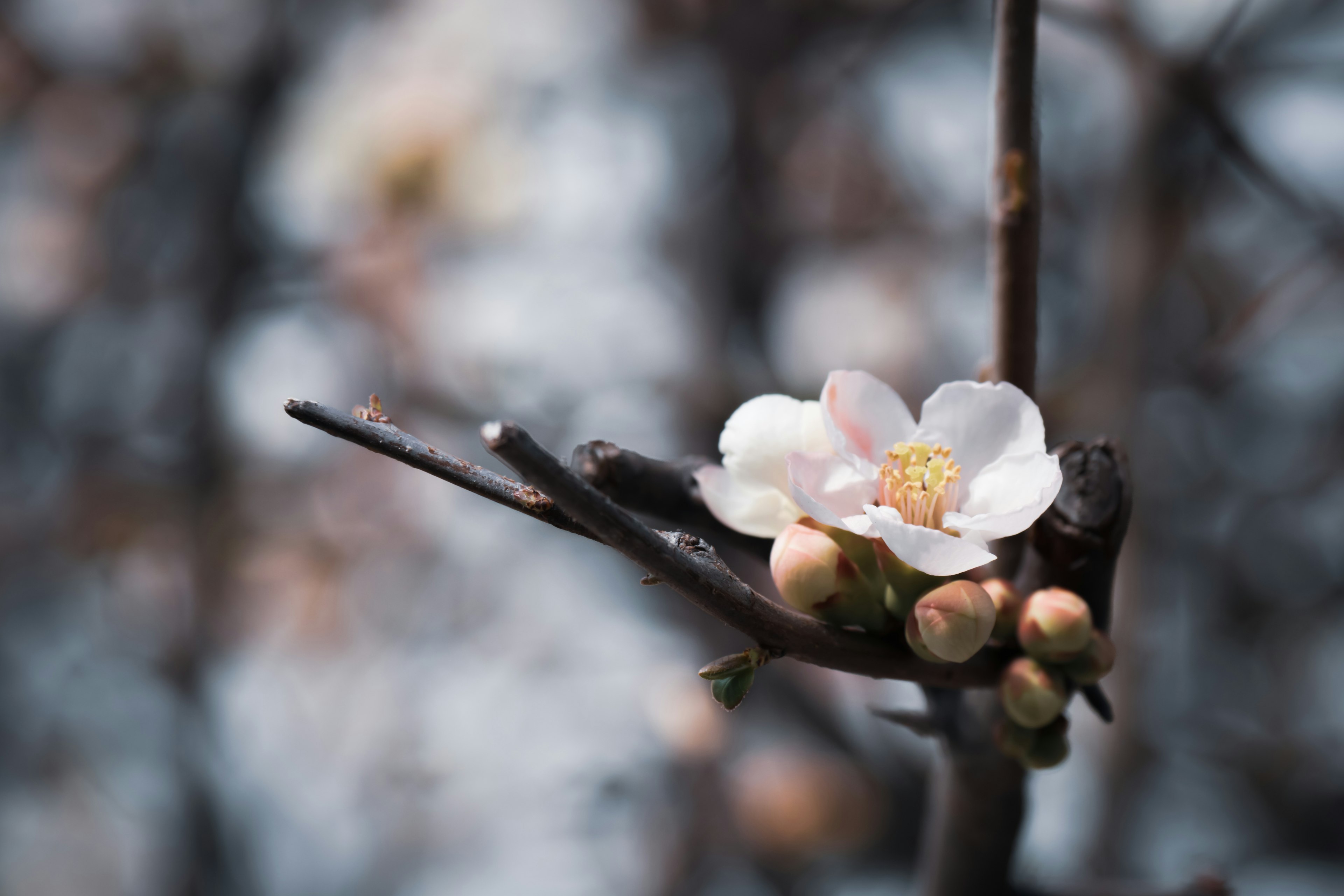 Nahaufnahme eines Zweigs mit einer weißen Blume und Knospen