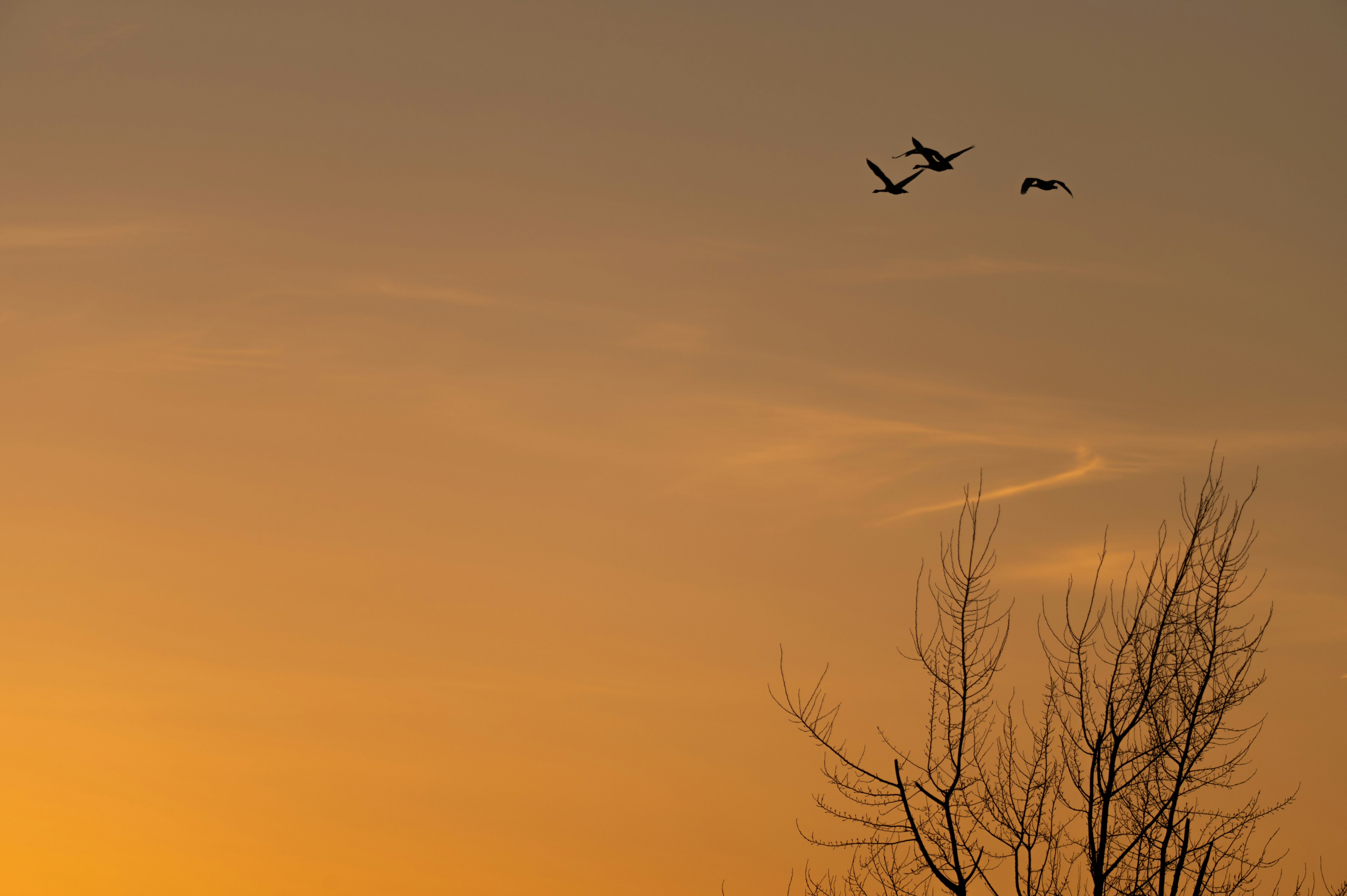 夕焼け空に飛ぶ二羽の鳥と木のシルエット