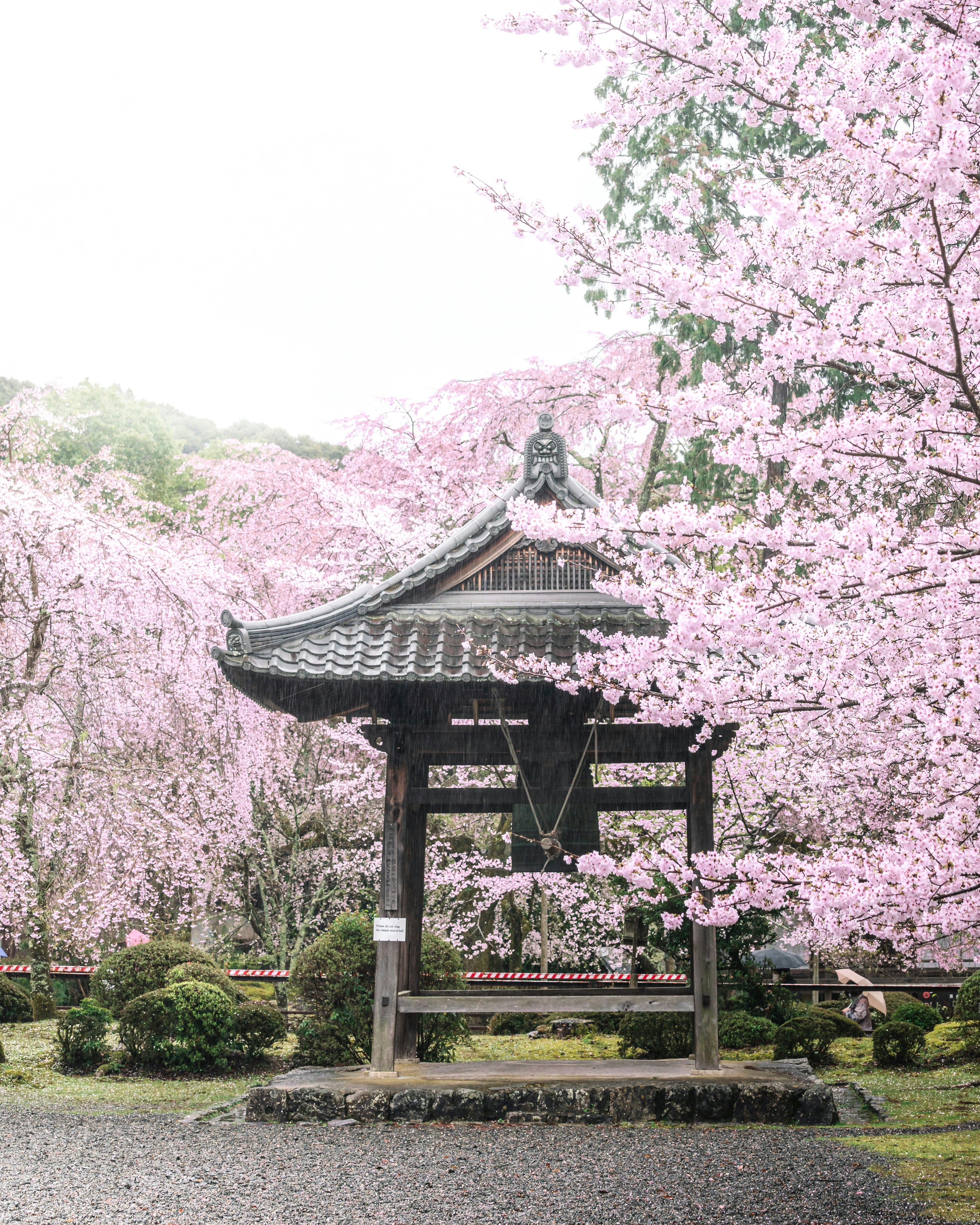 Traditional Japanese temple gate surrounded by cherry blossom trees