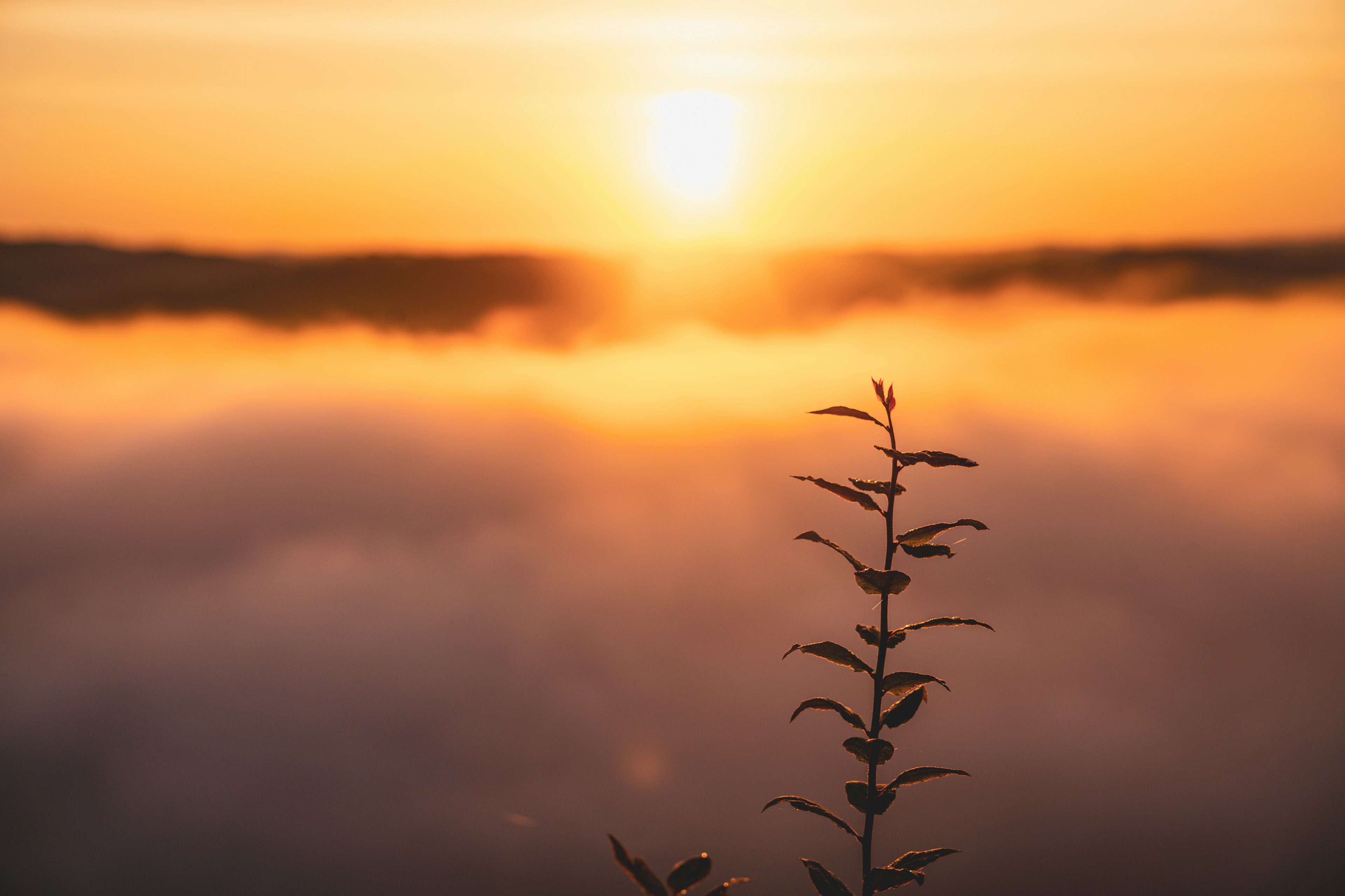 Primer plano de una planta en silueta contra un atardecer sobre un mar de nubes