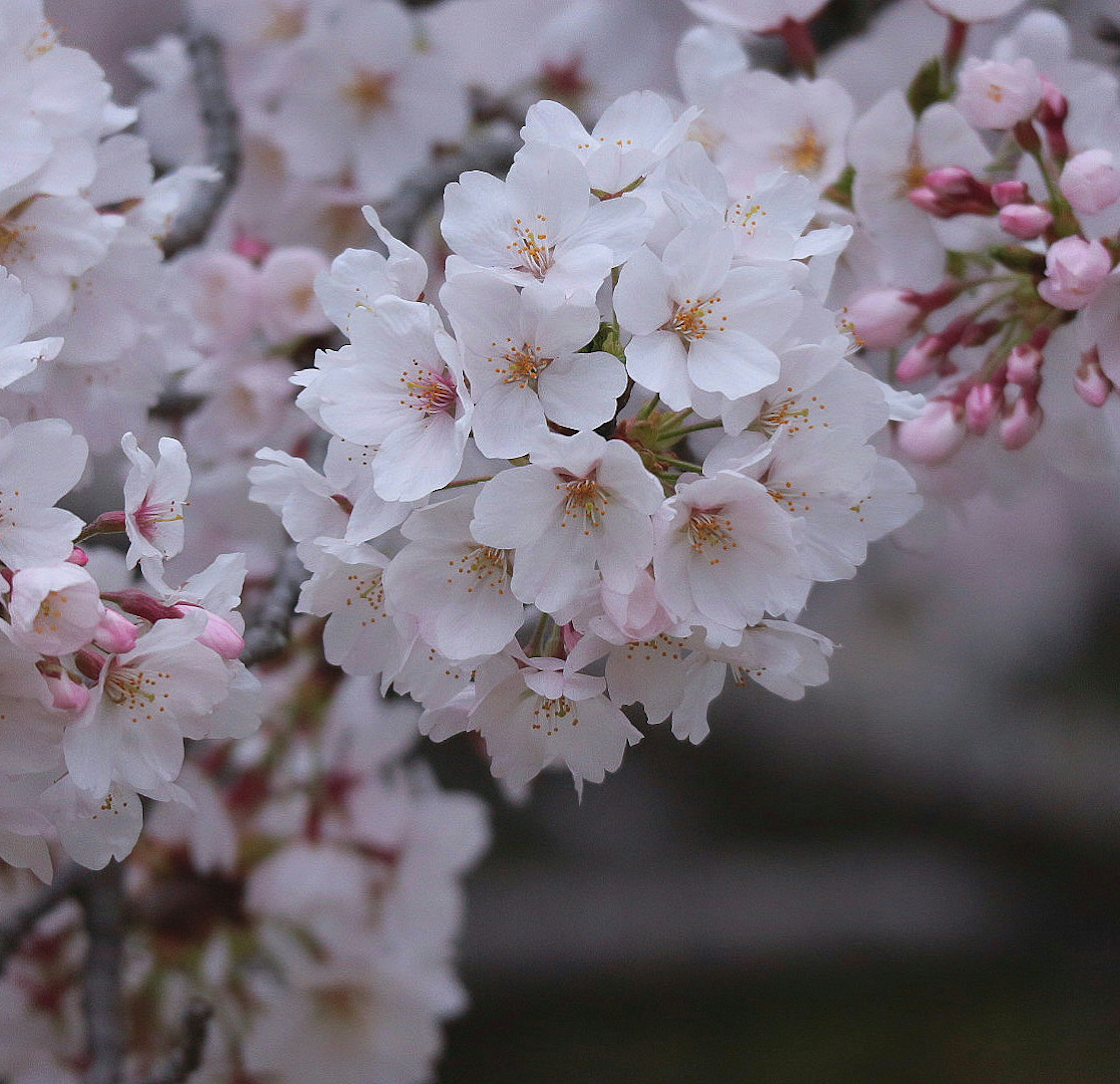 Acercamiento de flores de cerezo con pétalos blancos y capullos rosados