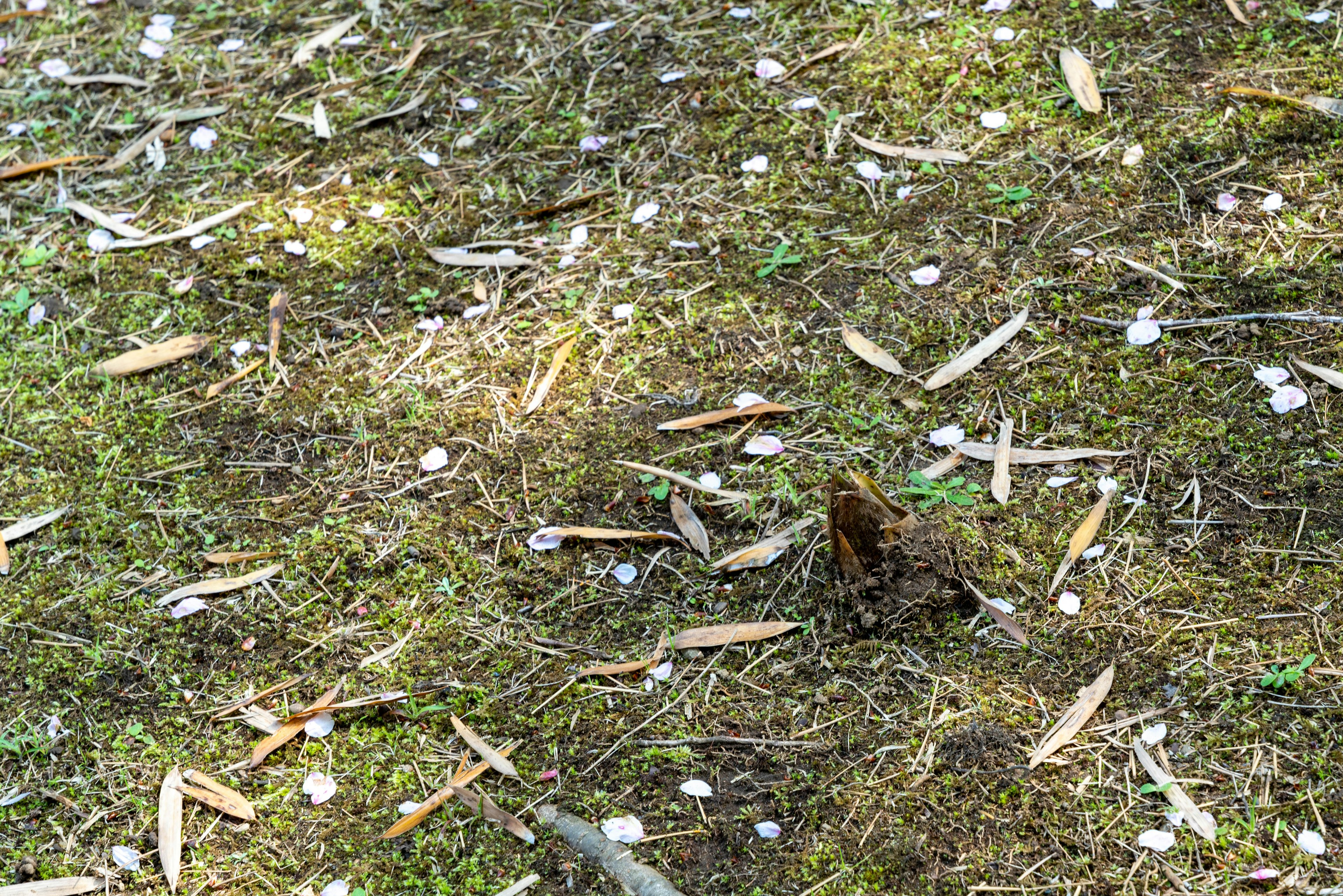 Green grass area scattered with small white flower petals and fallen leaves