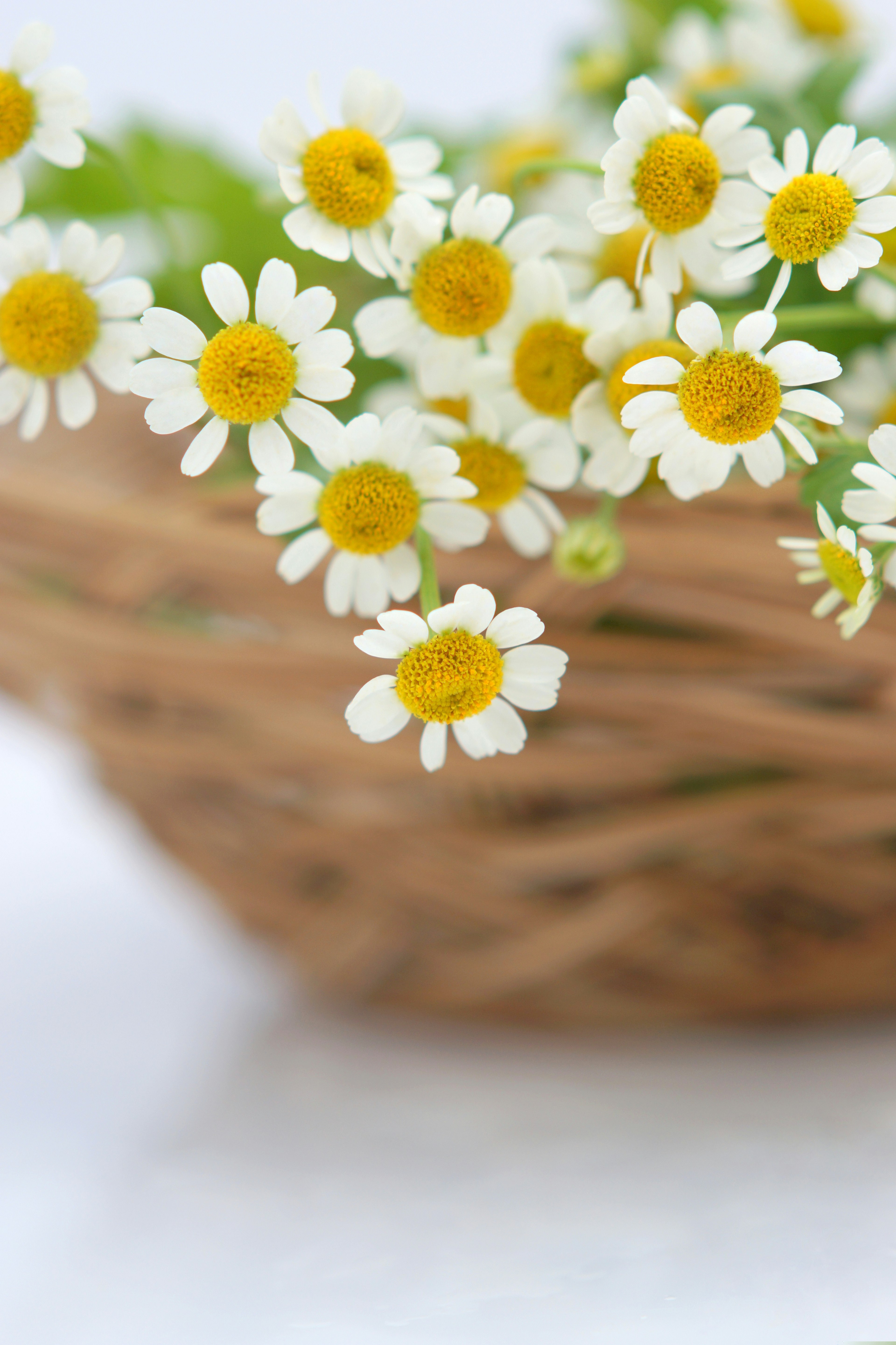 A basket filled with white flowers featuring yellow centers