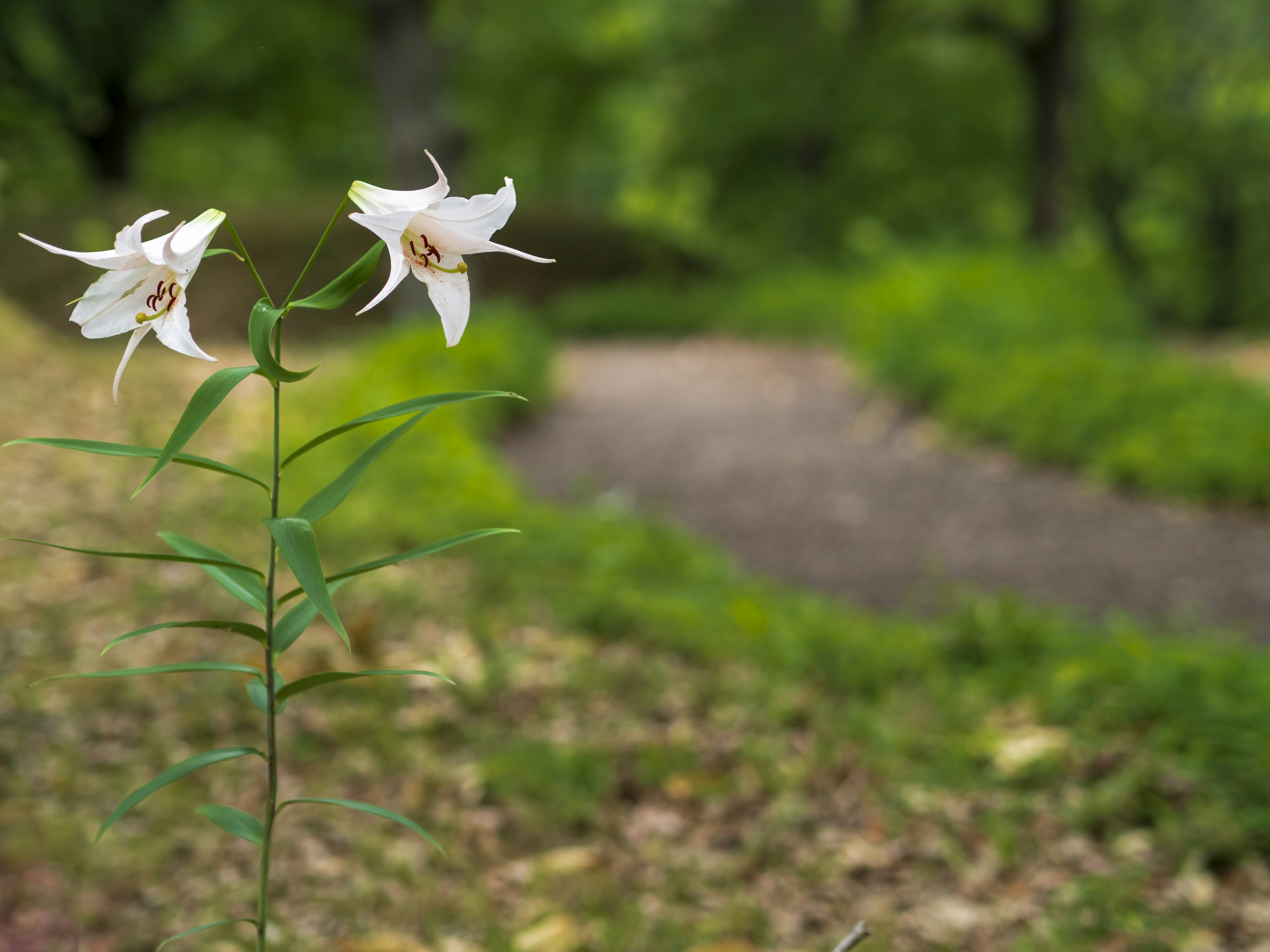 白いユリの花が緑の背景に映える