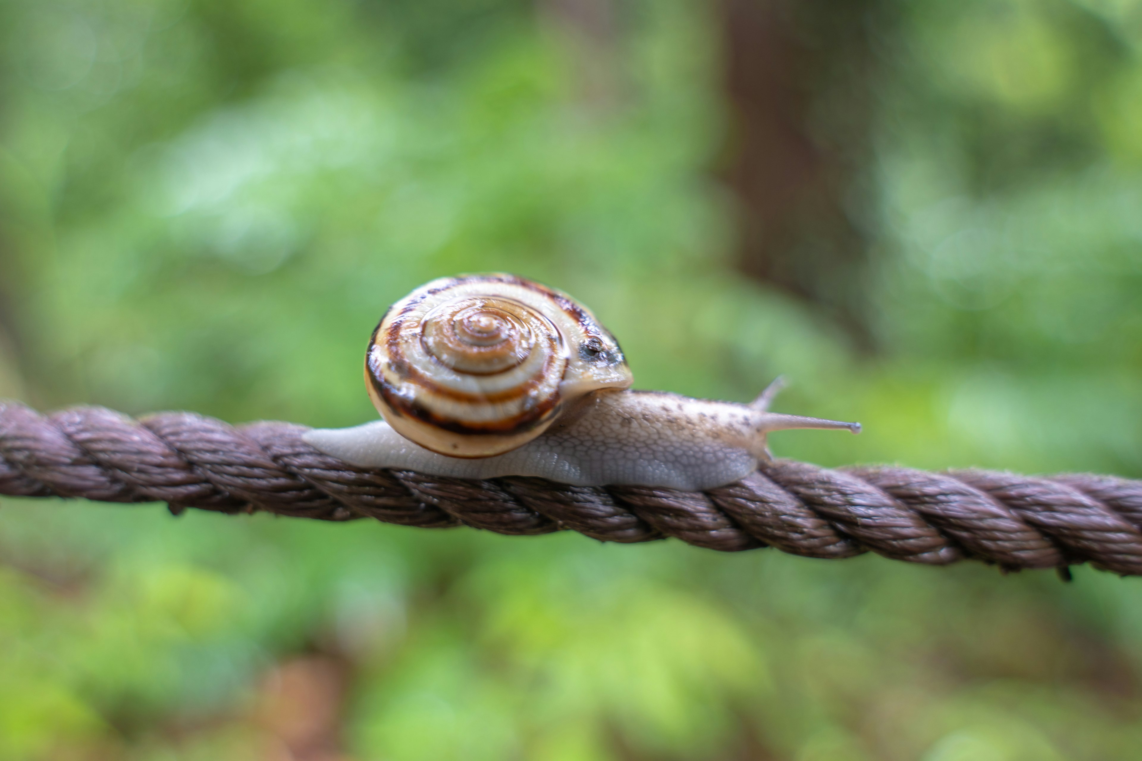 A snail crawling on a wet rope with a blurred green background