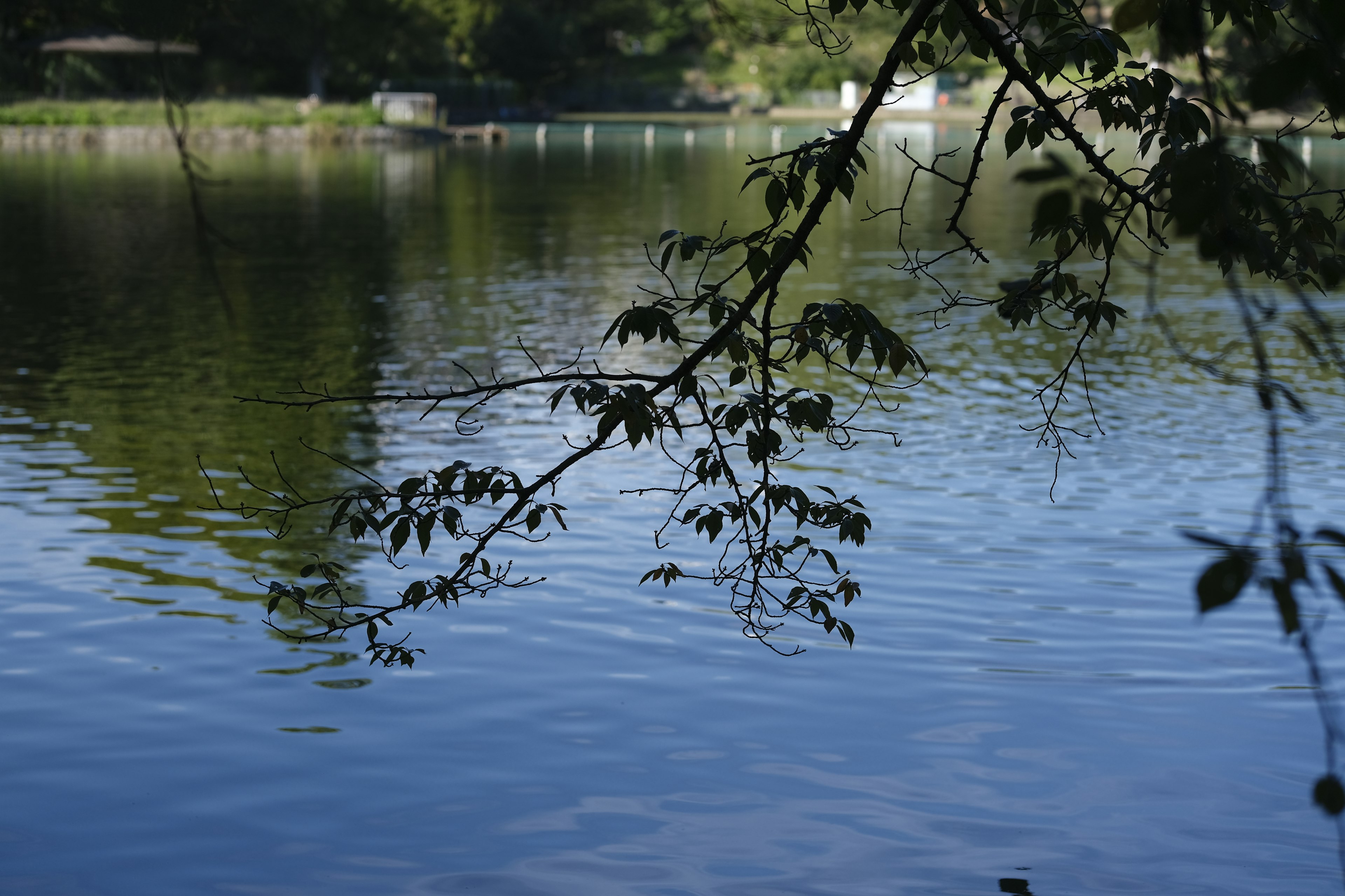 Escena de lago tranquilo con hojas verdes reflejándose en la superficie del agua