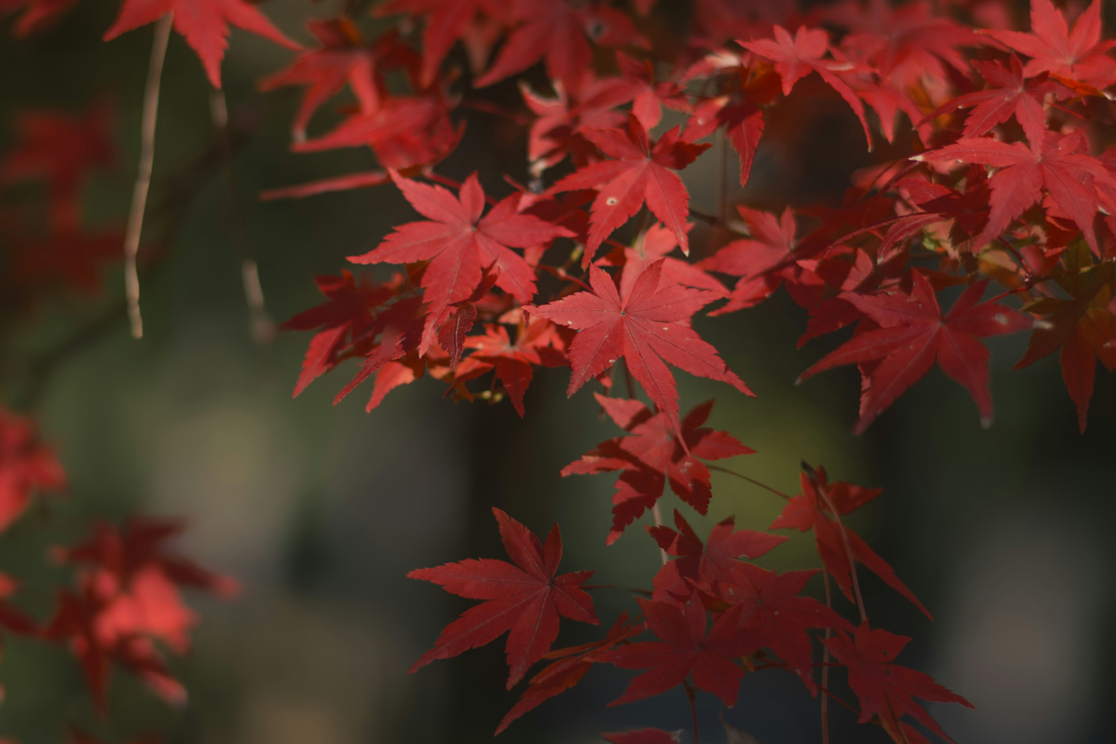 Bright red maple leaves illuminated by sunlight