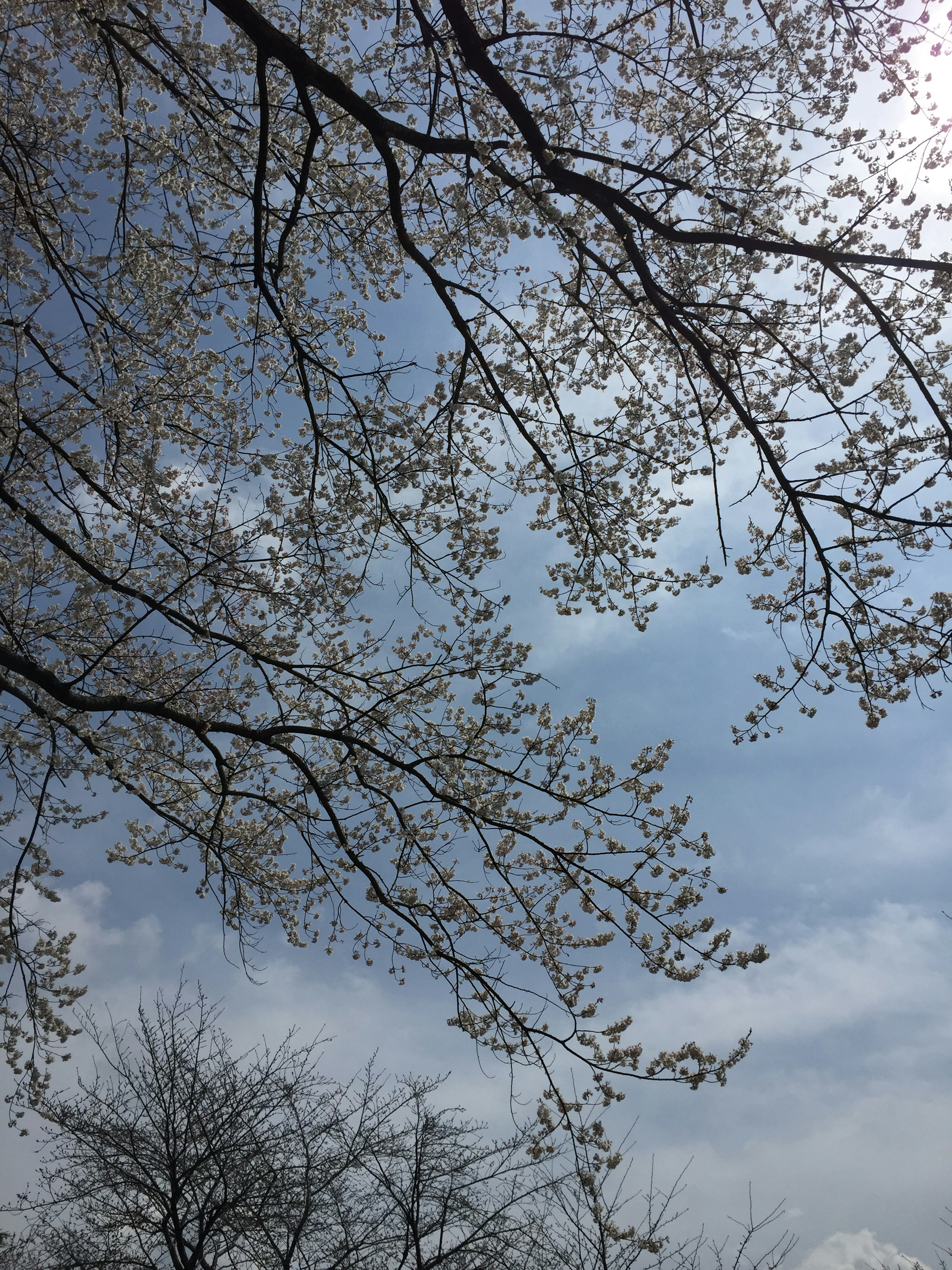 Fiori di ciliegio e rami contro un cielo blu