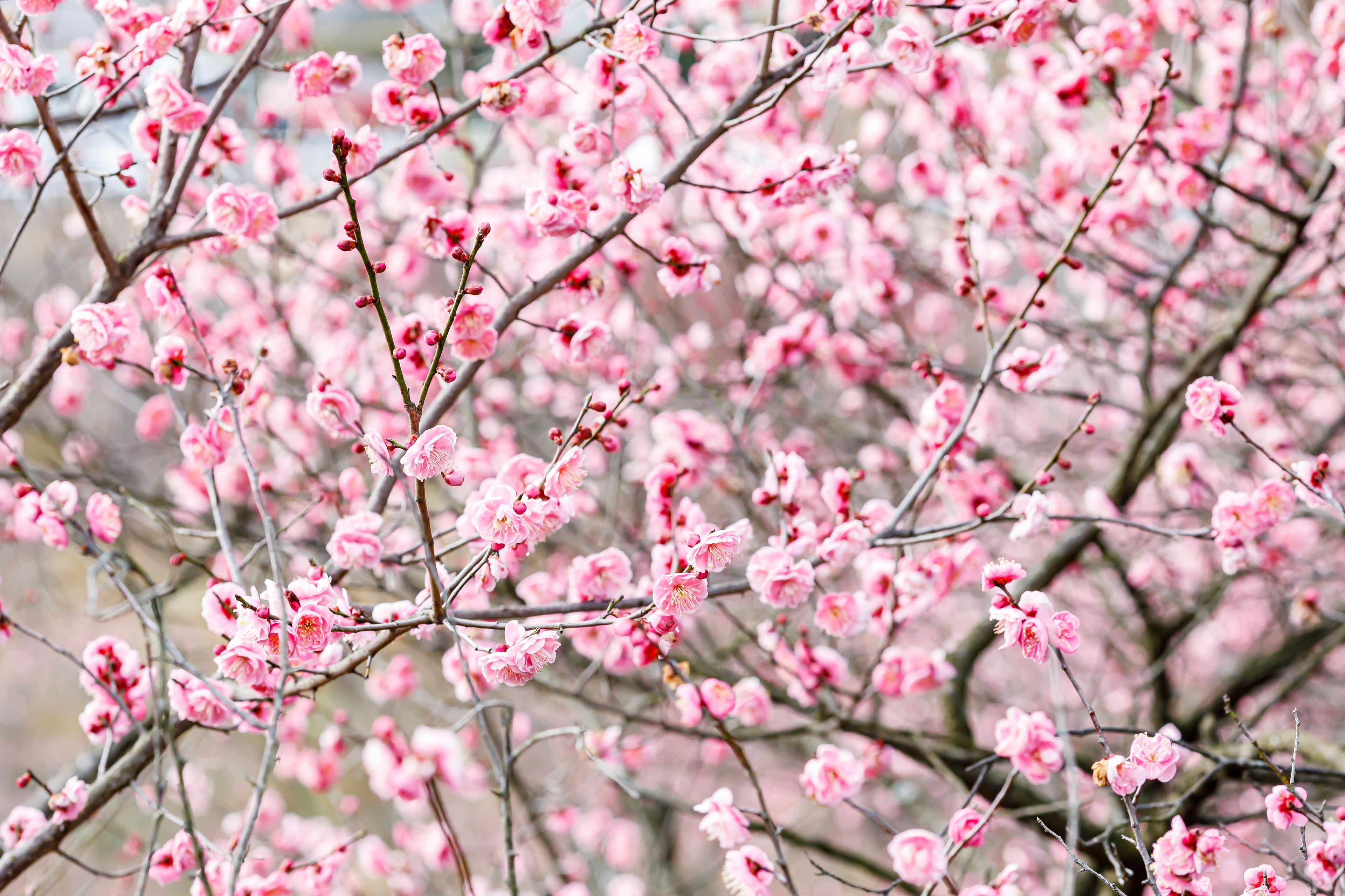 ピンクの花が咲いている木の枝のクローズアップ