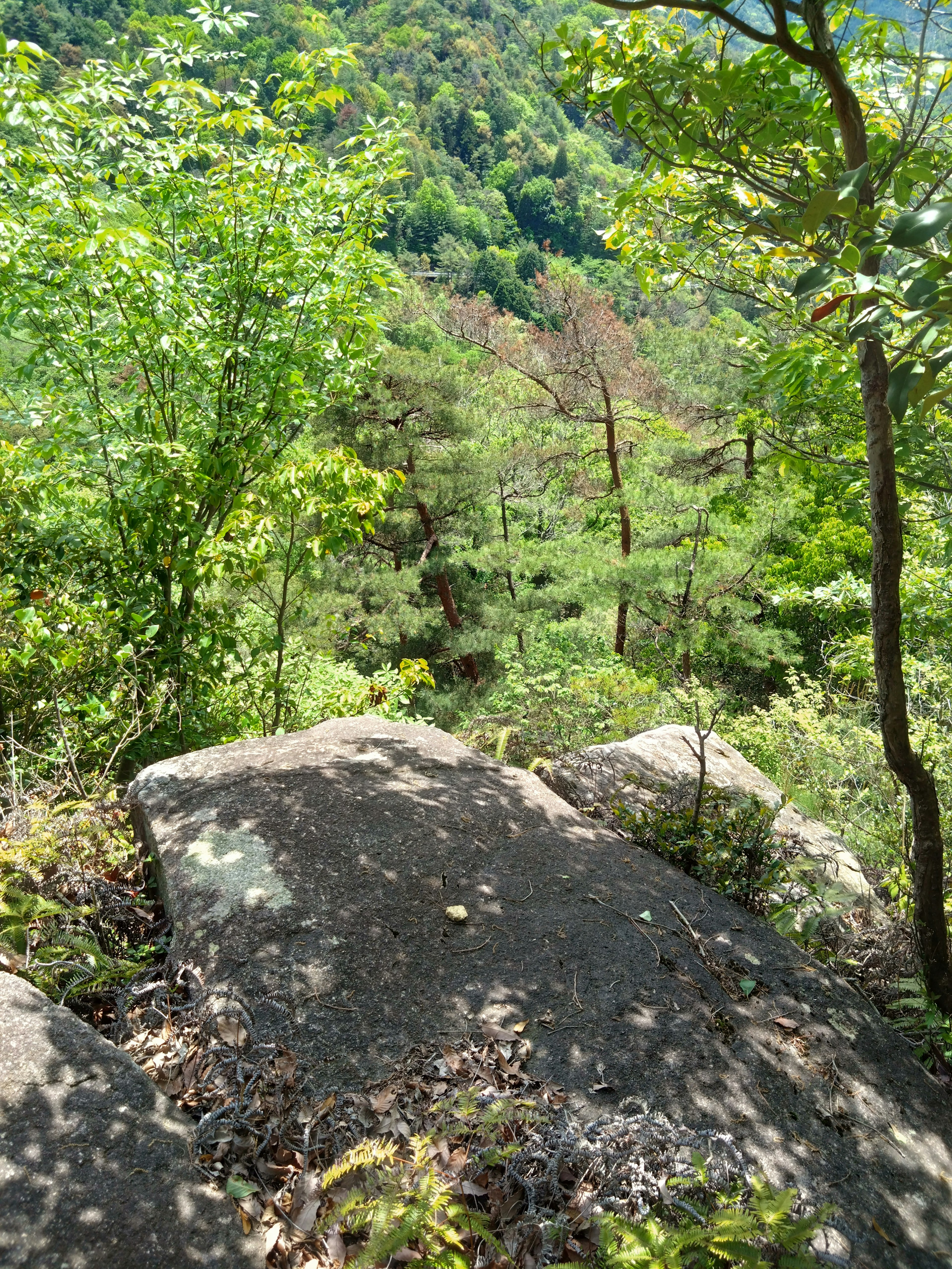 Scenic view of lush greenery and rocks