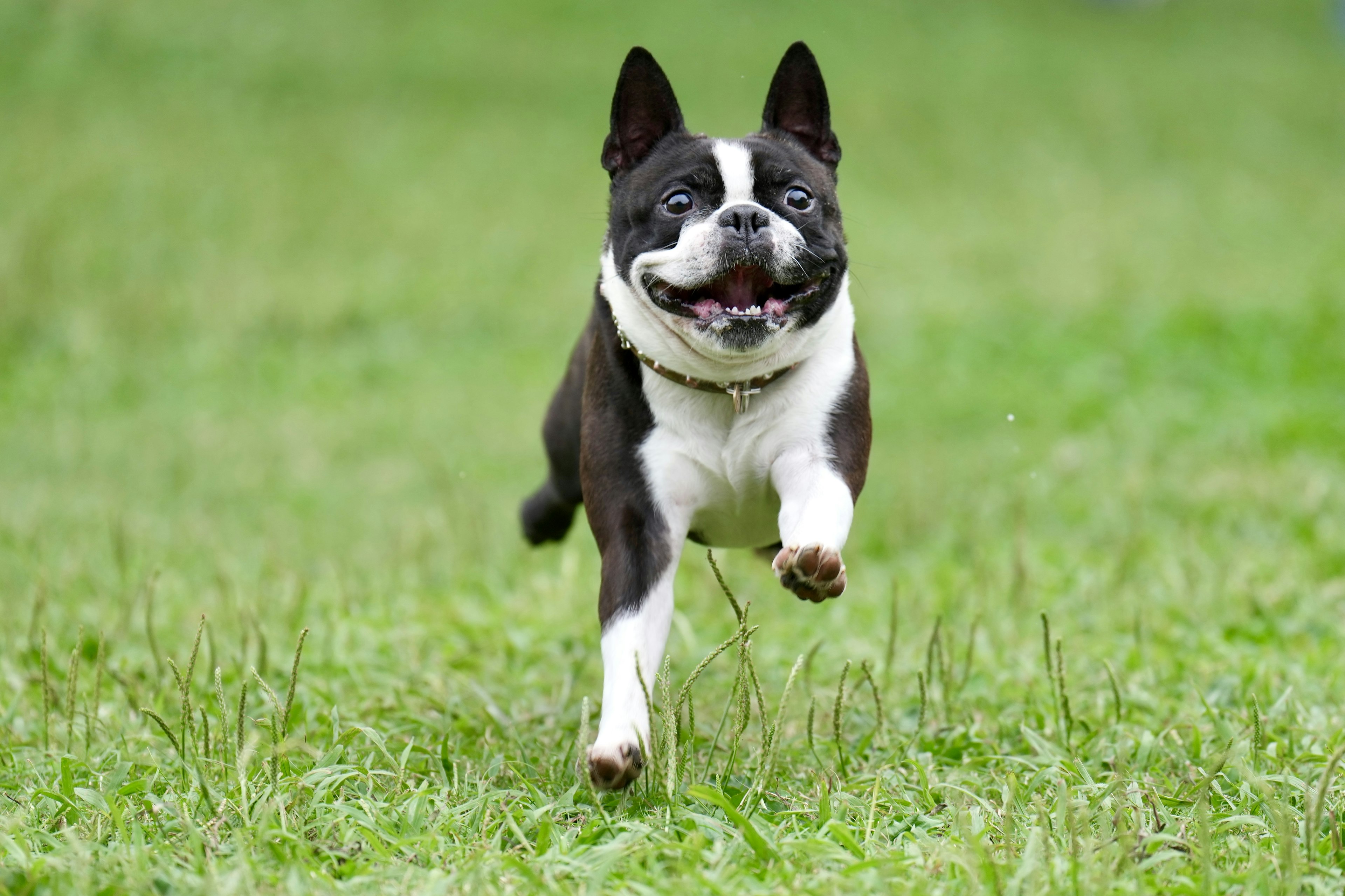 Perro Boston Terrier corriendo enérgicamente sobre la hierba verde