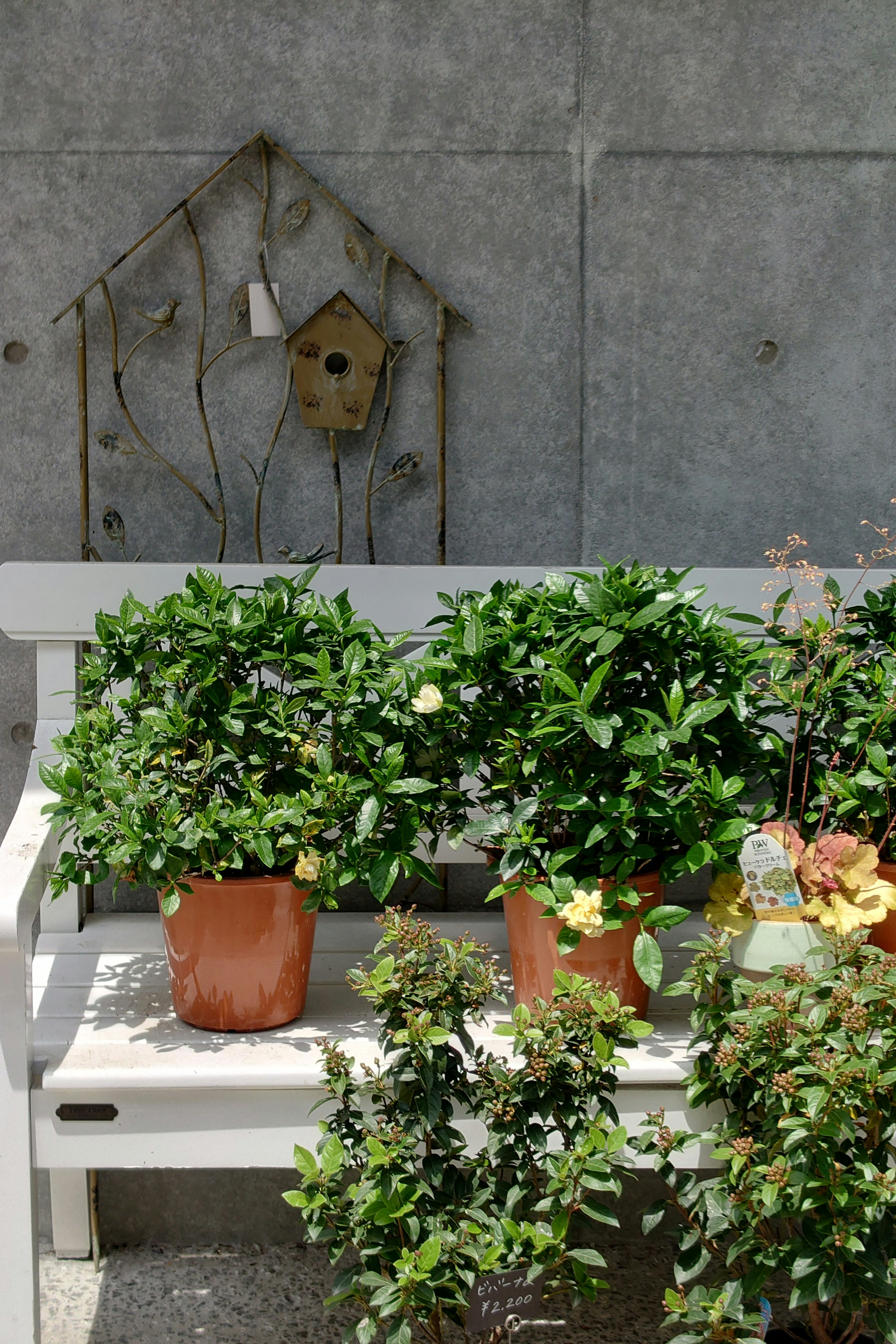 Potted plants on a white bench with a birdhouse in the background