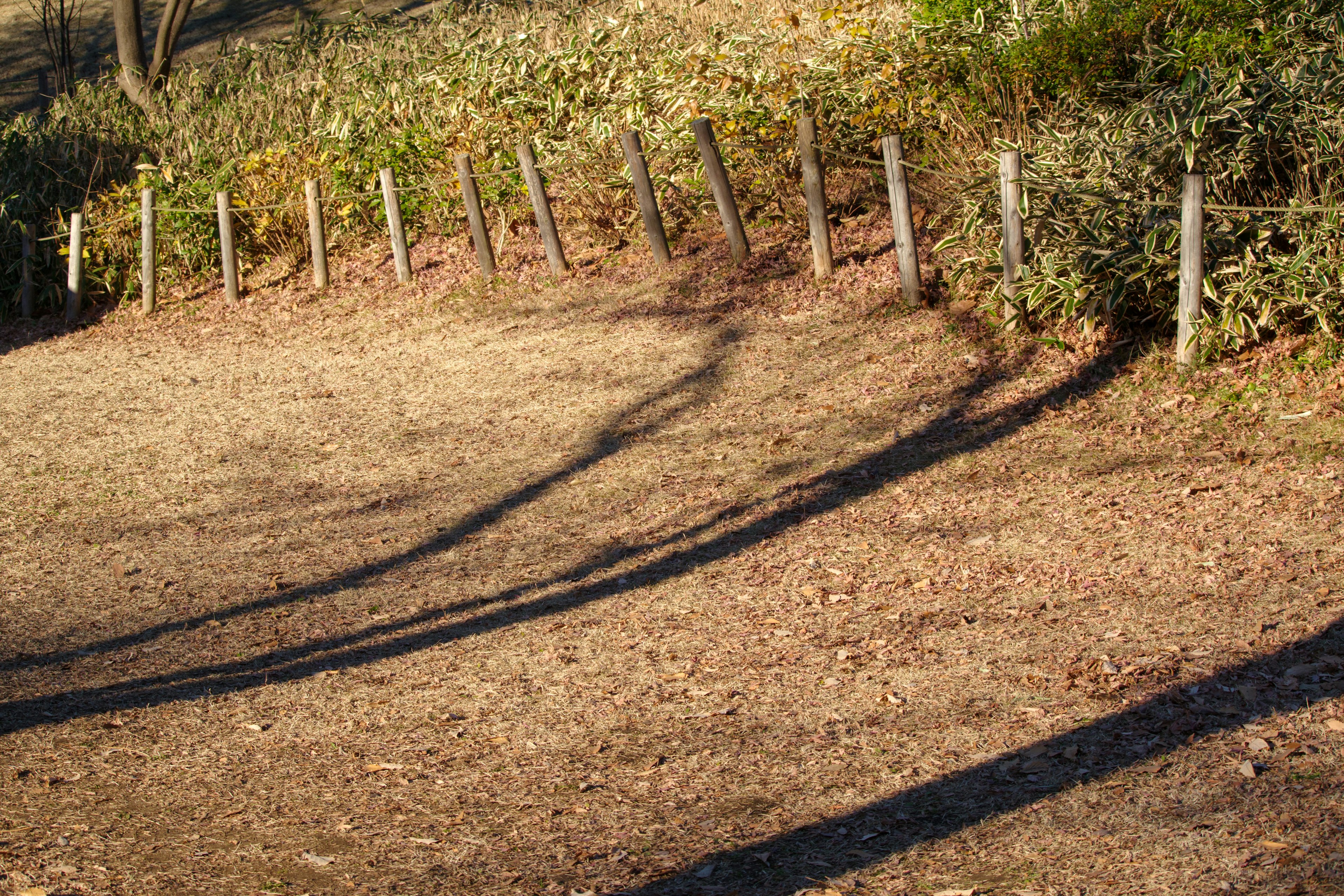 Sombras de árboles y una cerca a lo largo de un área cubierta de hierba