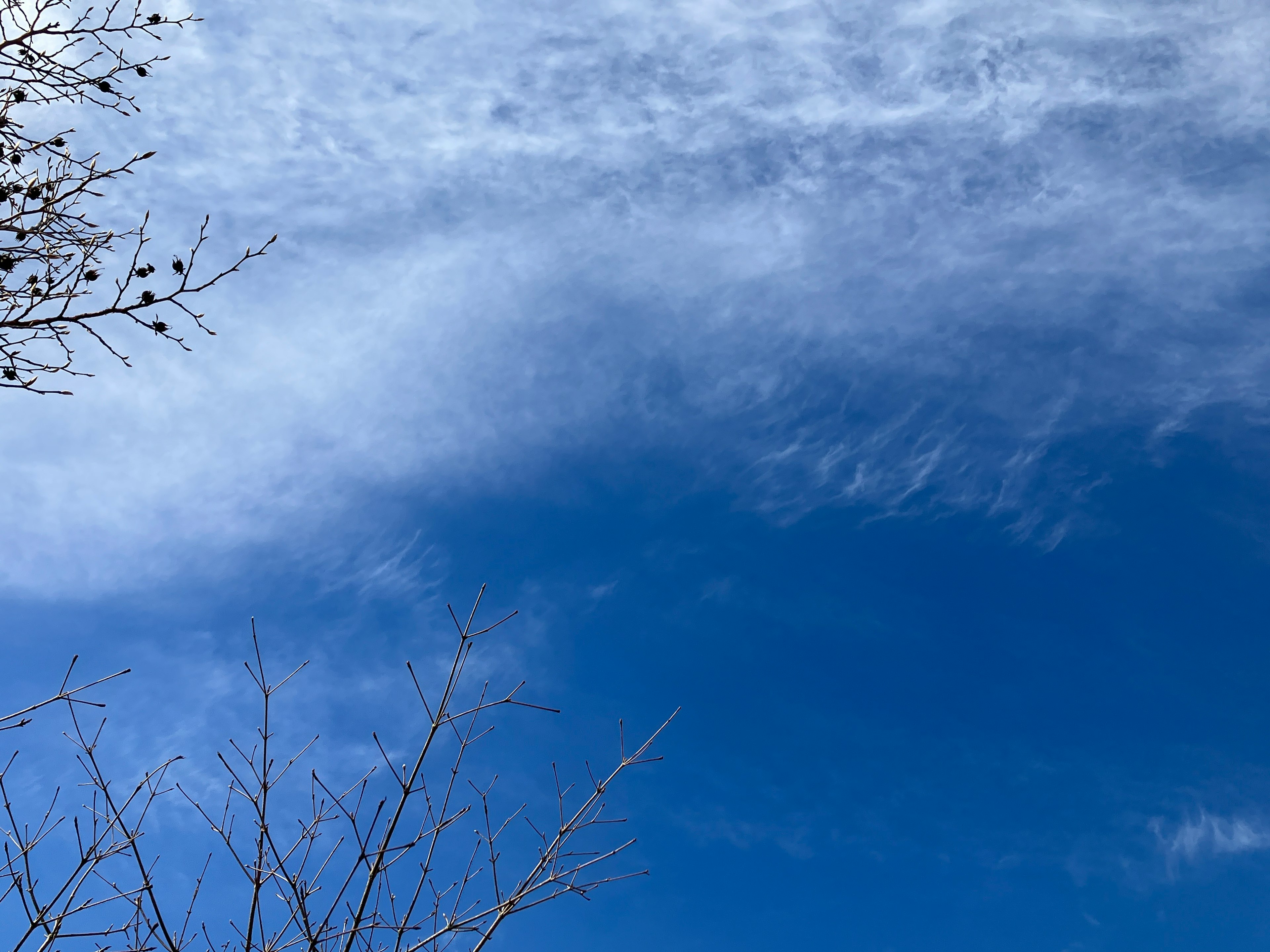 青い空と白い雲の景色 枝が見える