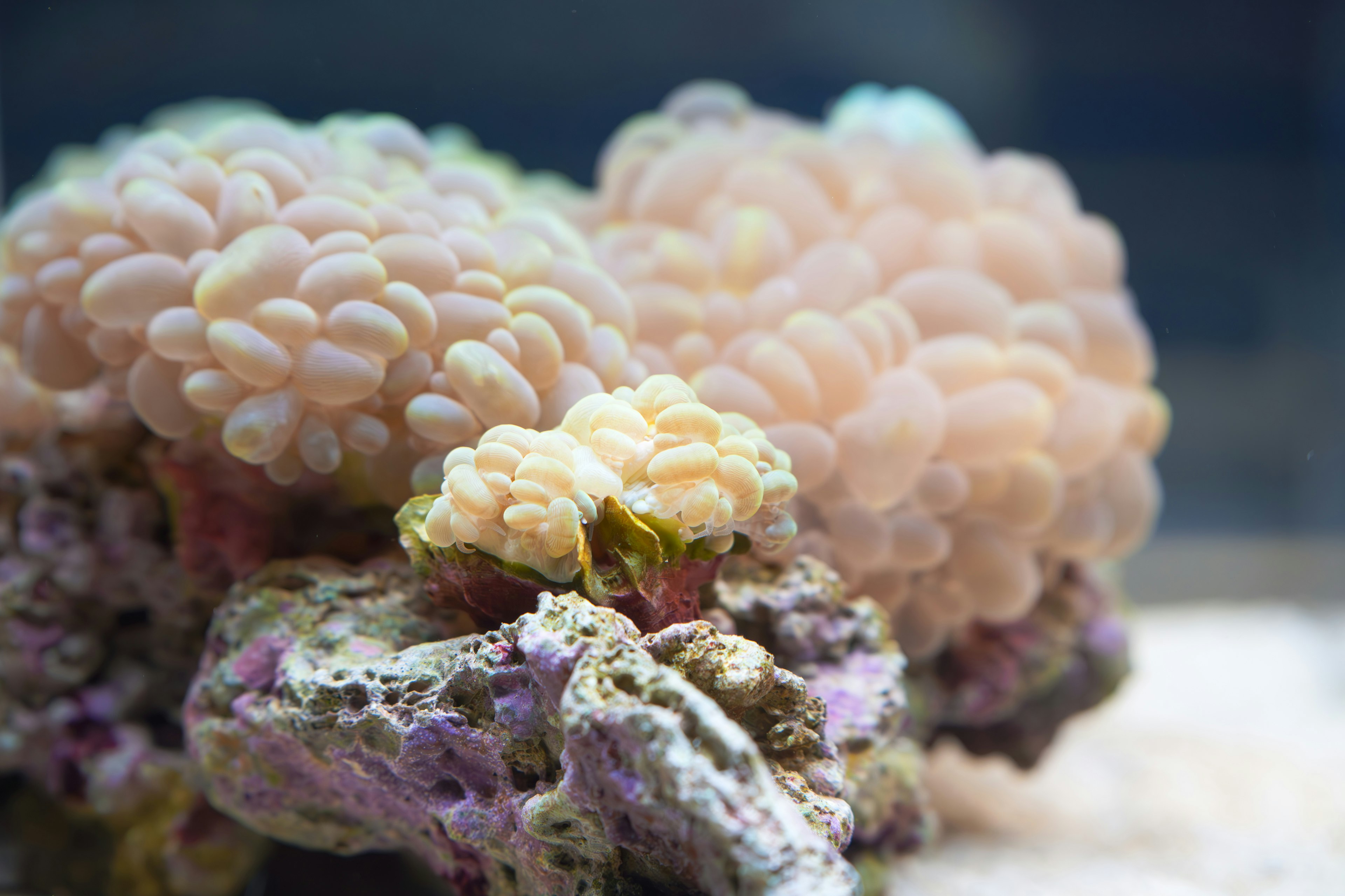 Ein Cluster aus sanft gefärbtem Korallen in einem Aquarium