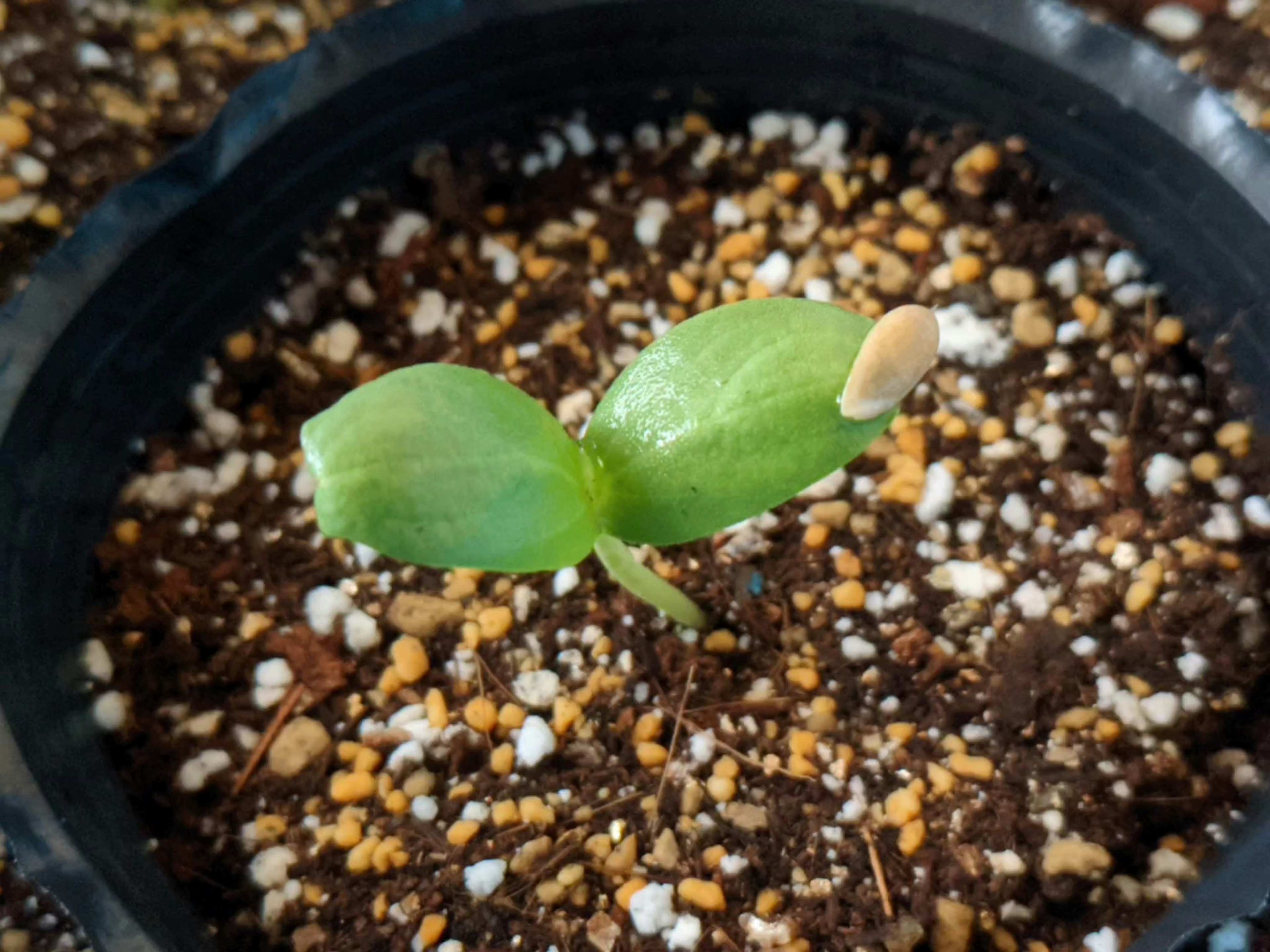 Un pequeño brote de planta que emerge de la tierra en una maceta