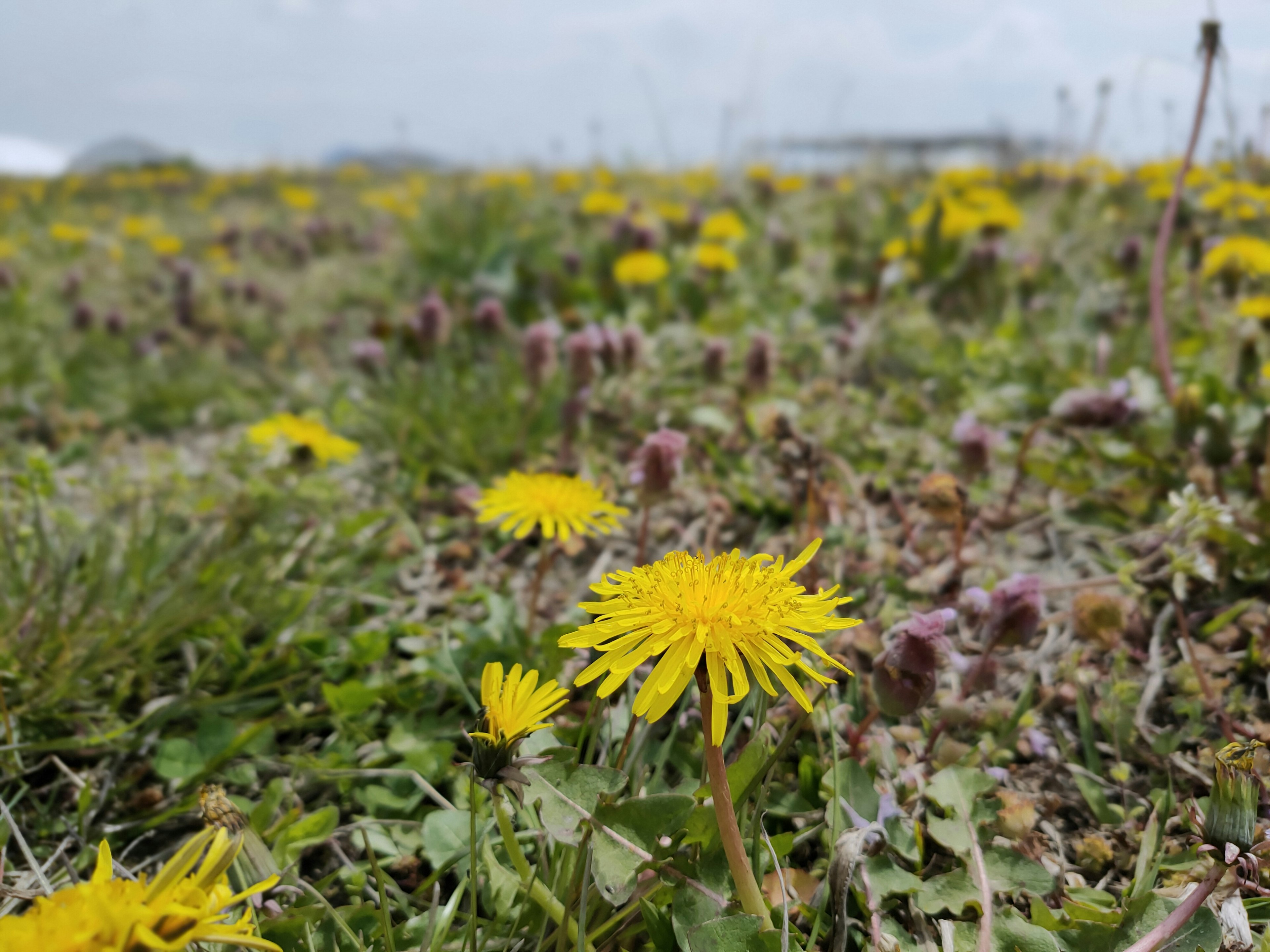 Lapangan dandelion kuning yang mekar dengan rumput hijau