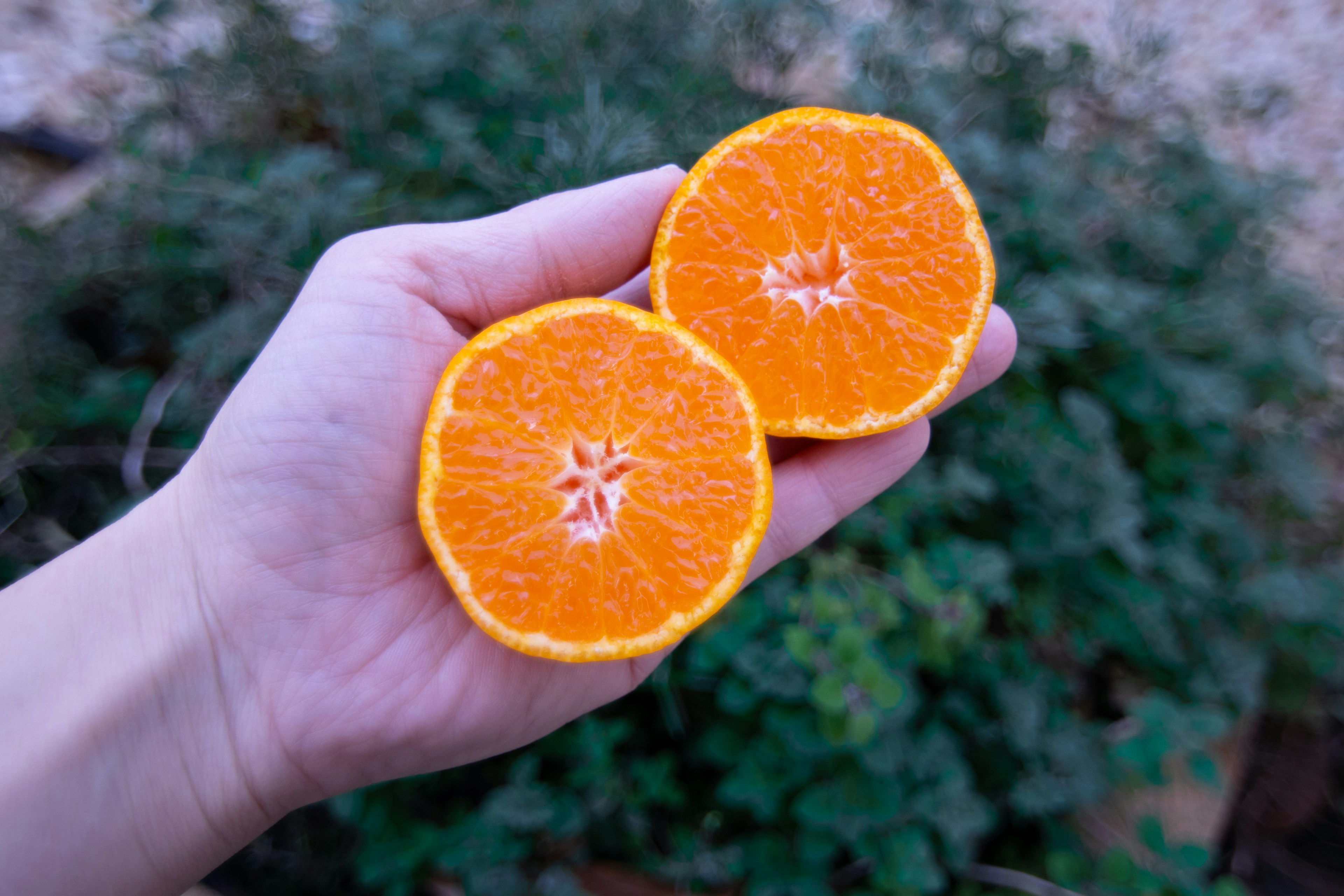 A hand holding two halves of an orange with bright orange flesh and green foliage in the background