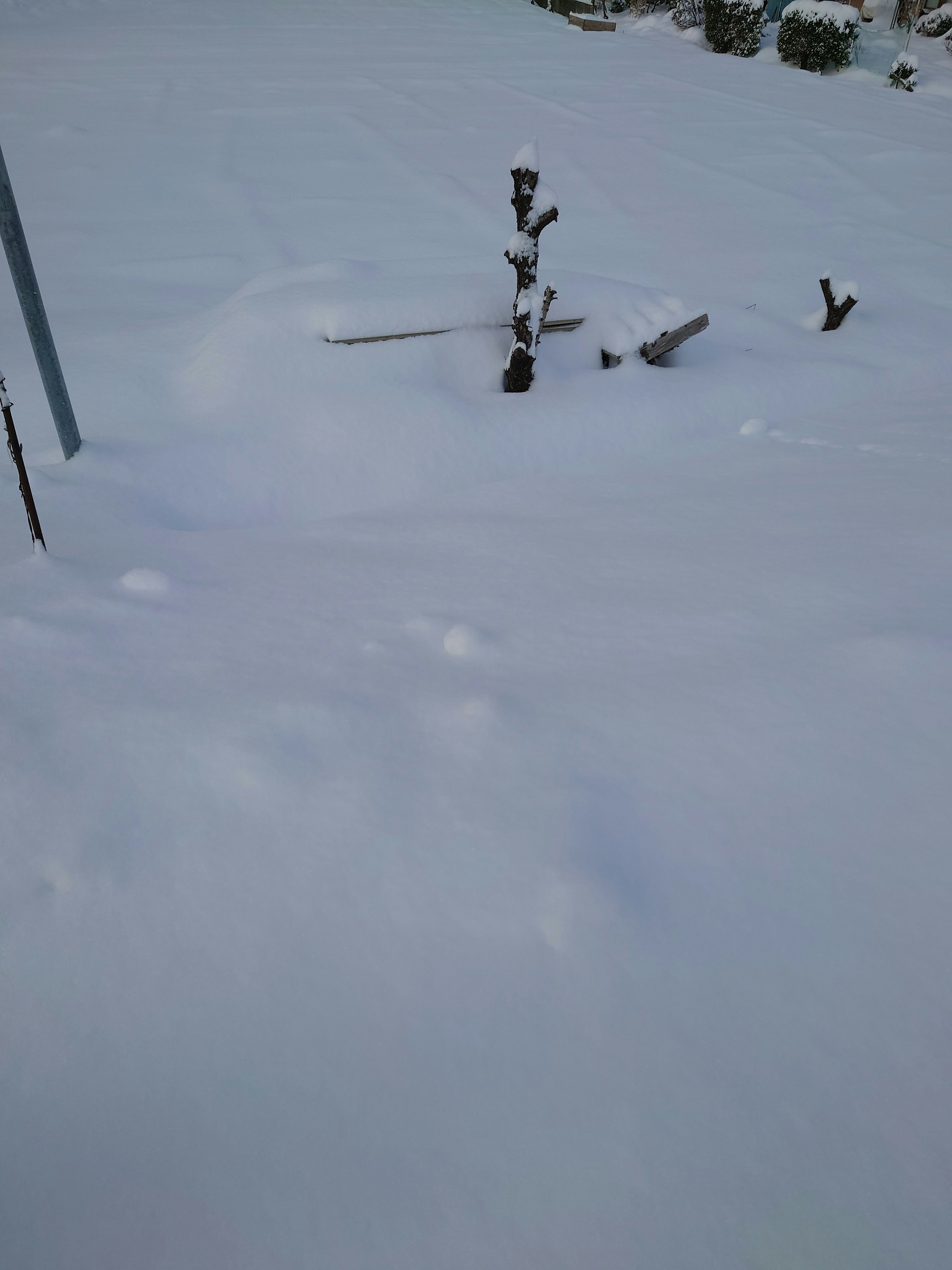 Un piccolo albero circondato da neve profonda in un paesaggio invernale