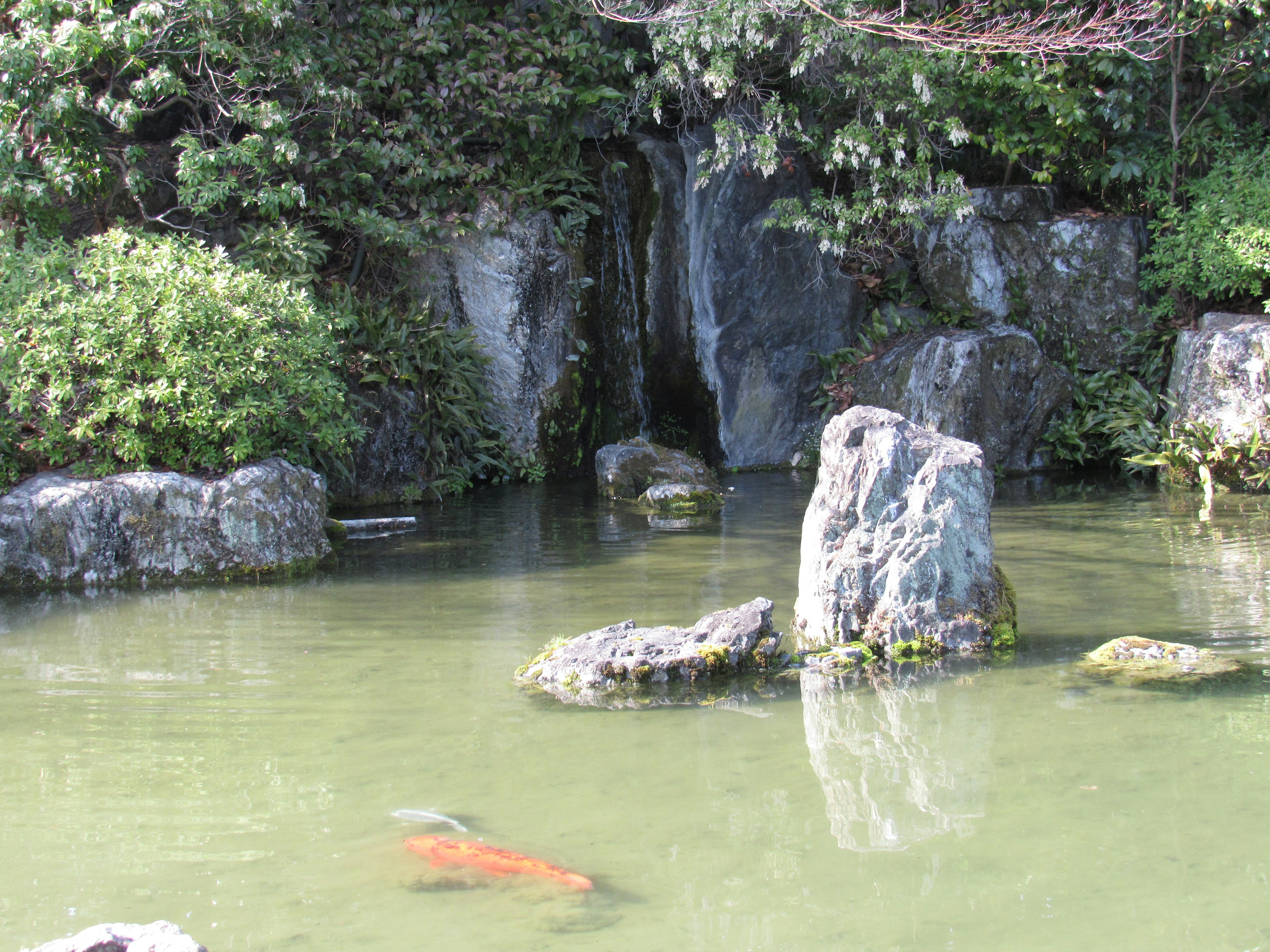 Stagno sereno con rocce e vegetazione lussureggiante carpe che nuotano