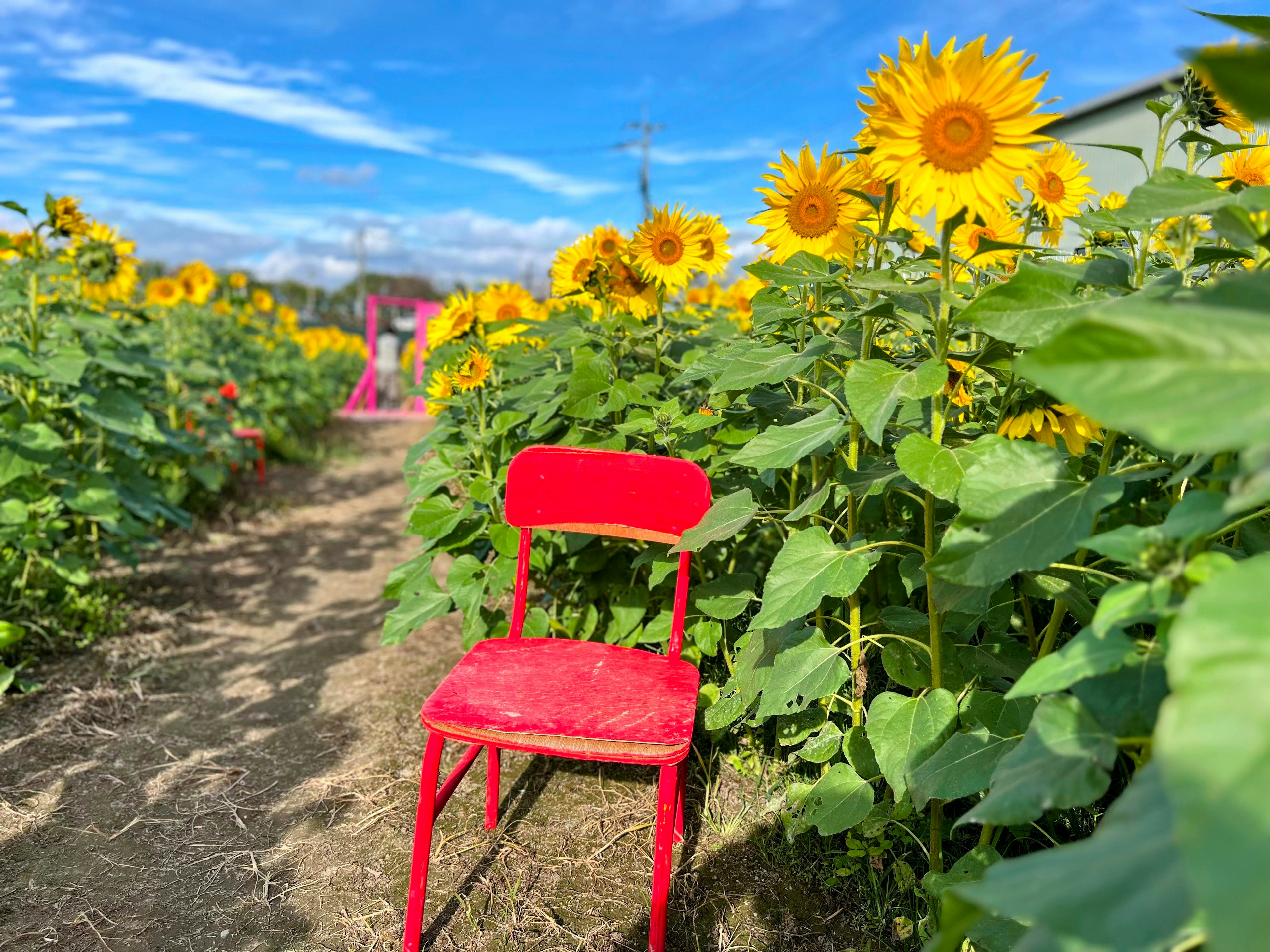 Una sedia rossa posizionata tra girasoli vivaci sotto un cielo blu