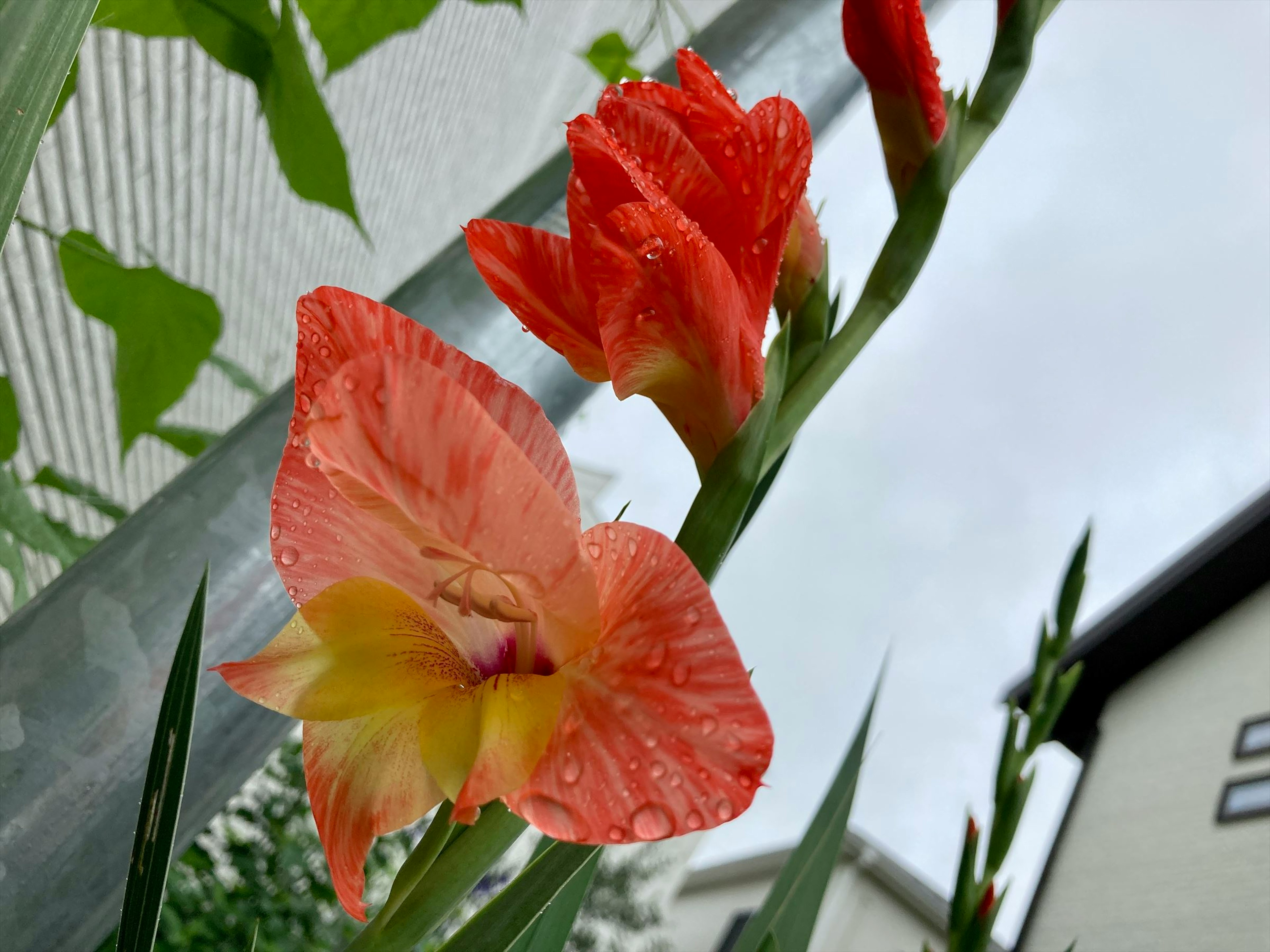 Orange gladiolus flowers blooming with raindrops