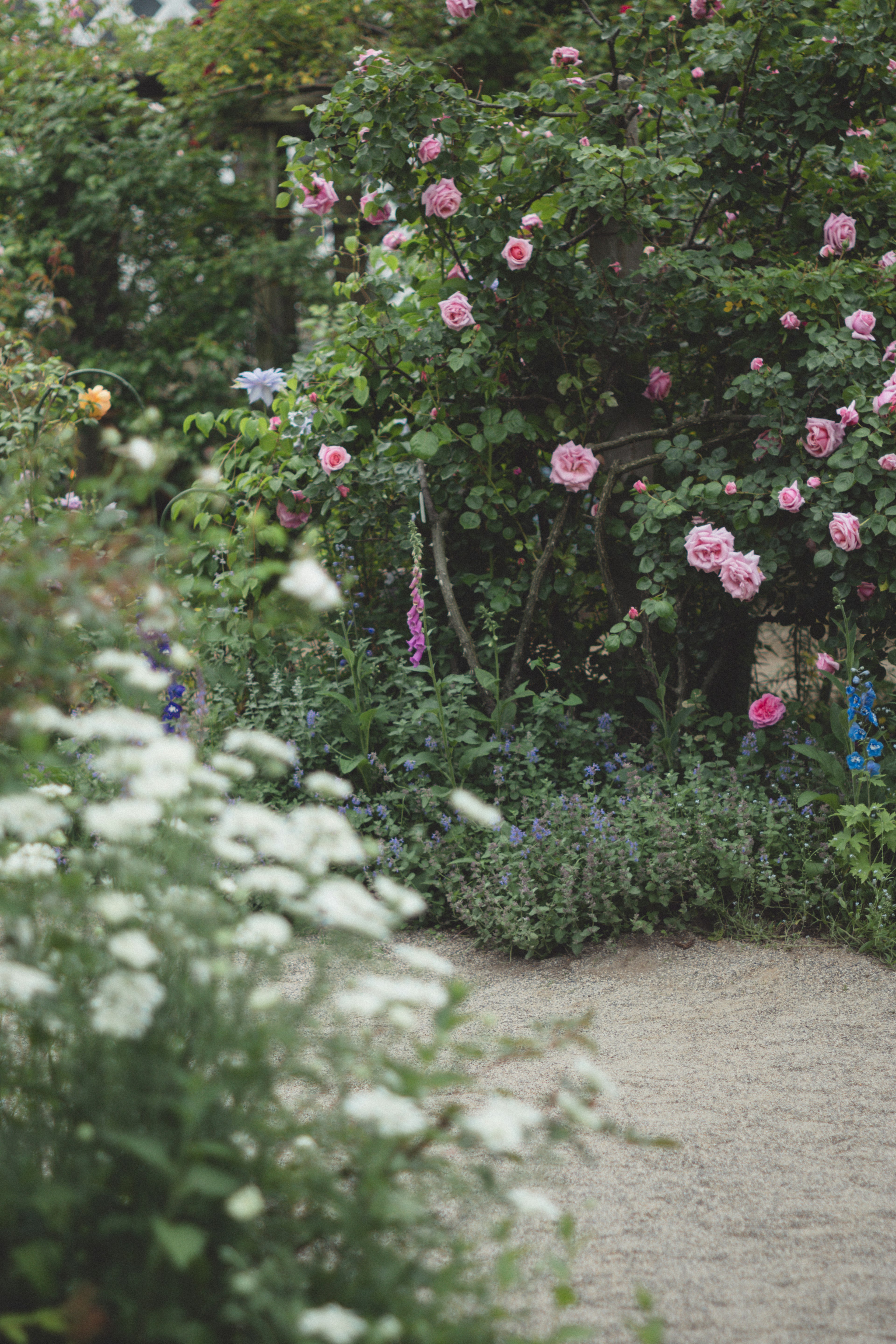 Jardín exuberante con rosas rosas y flores blancas