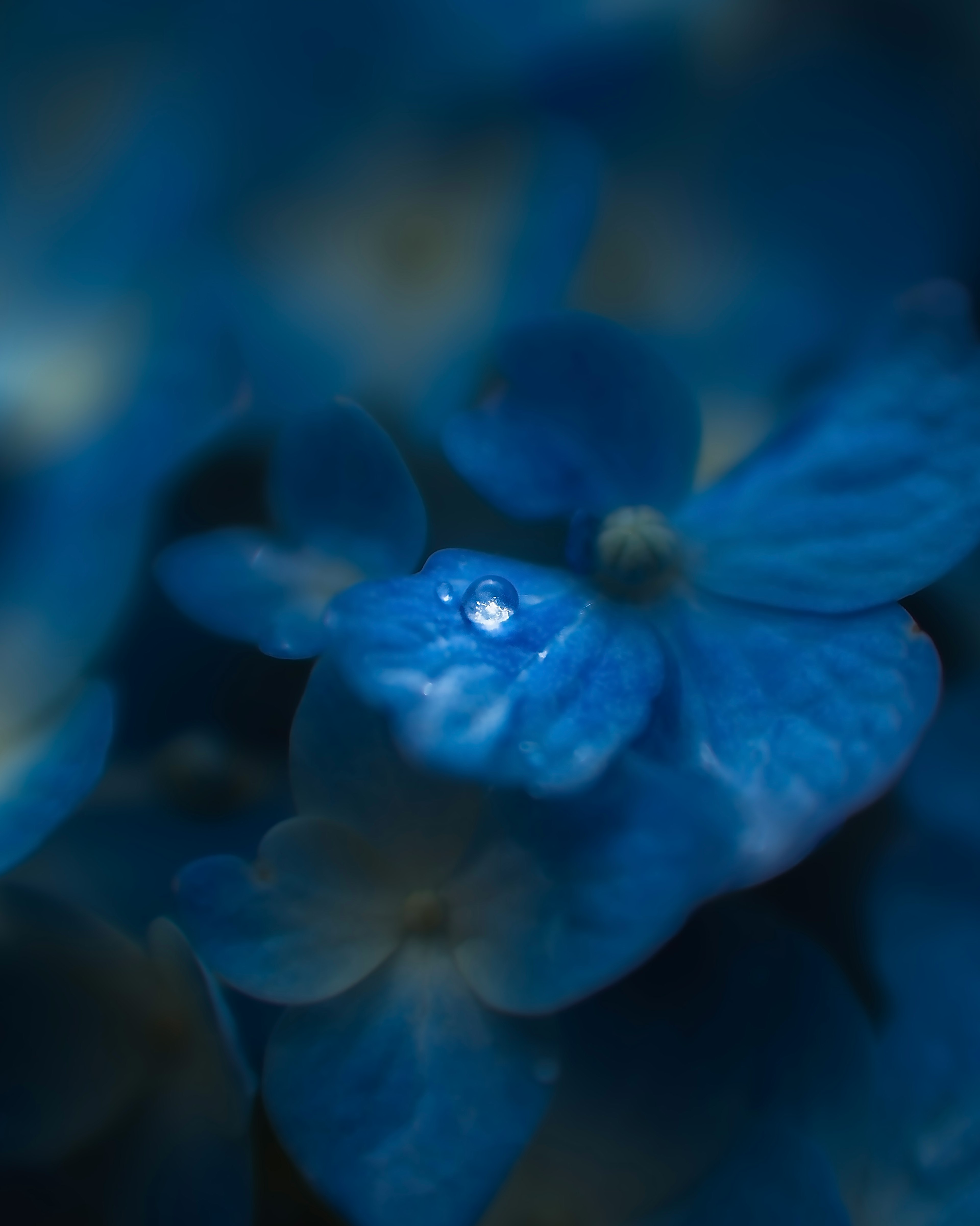 Primer plano de una flor azul con una gota de agua