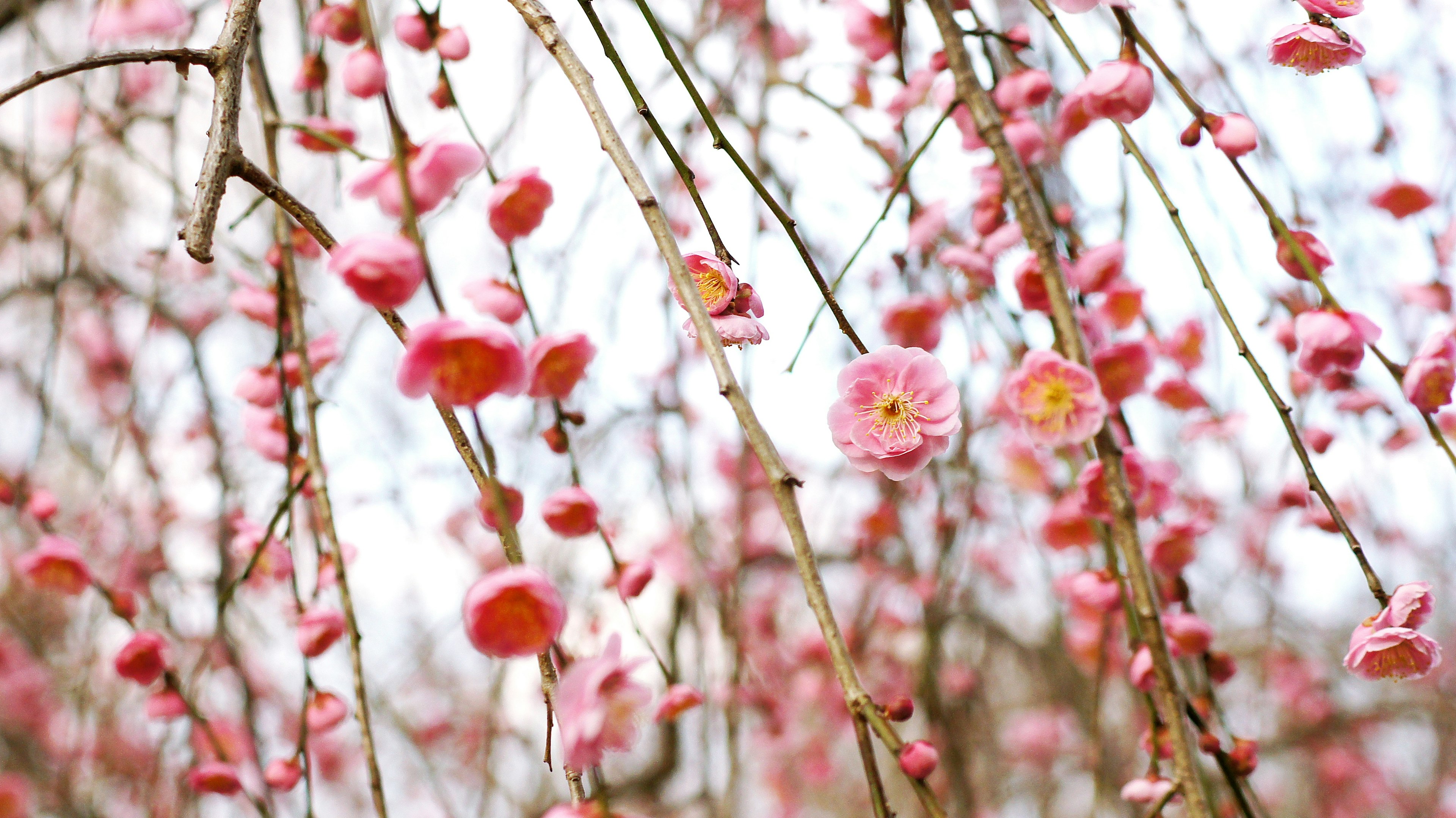 Nahaufnahme von Kirschbaumzweigen mit rosa Blüten