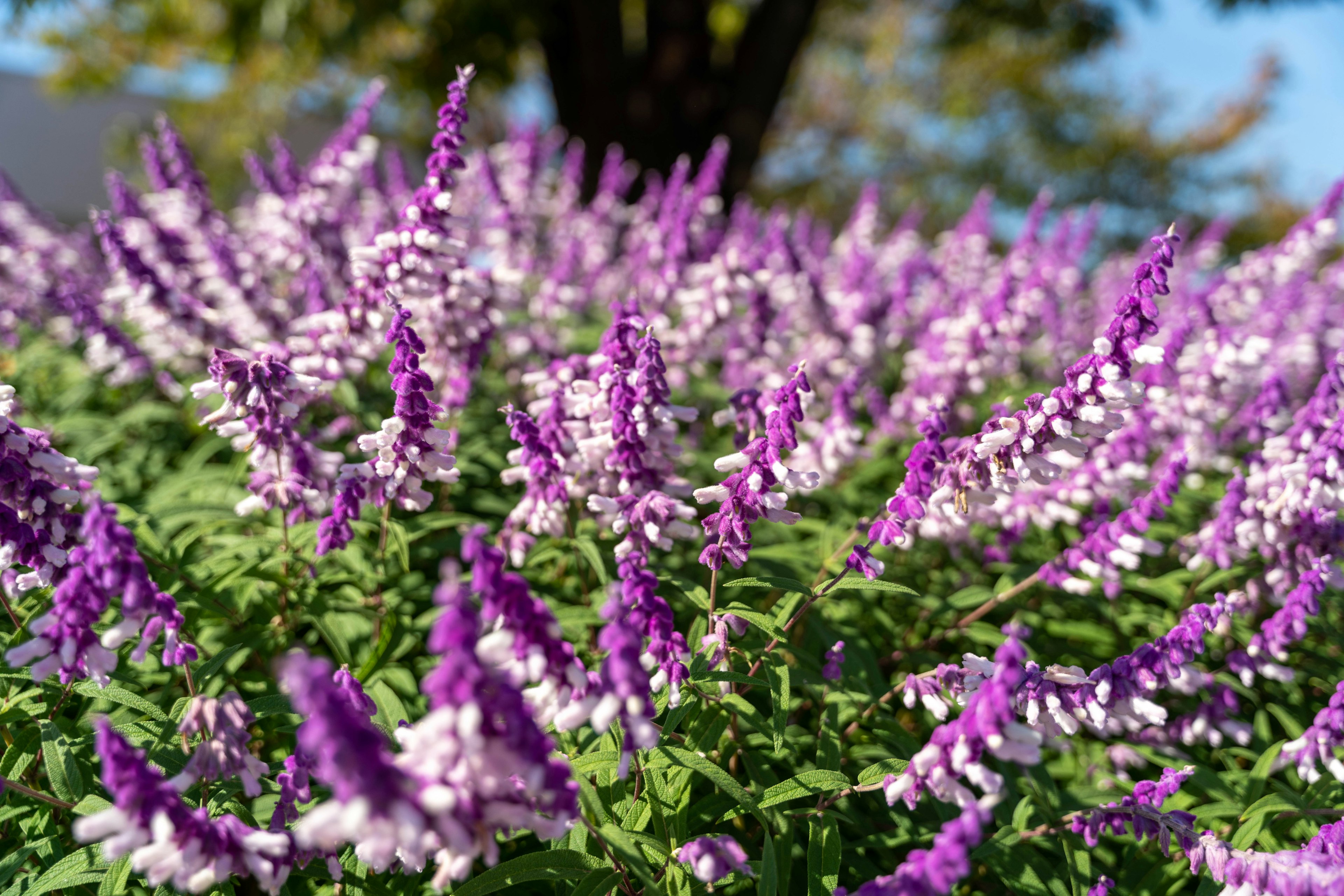 Un bel insieme di piante fiorite viola e bianche