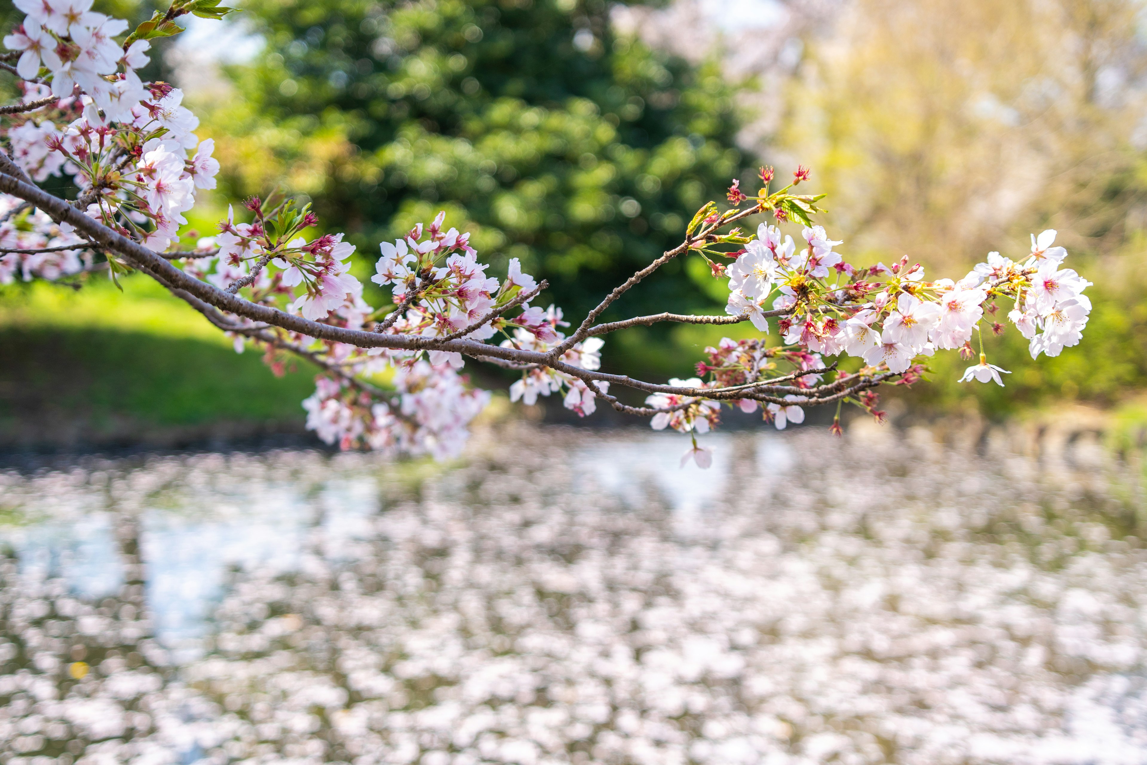 Branche de cerisier en fleurs au-dessus d'un étang couvert de pétales