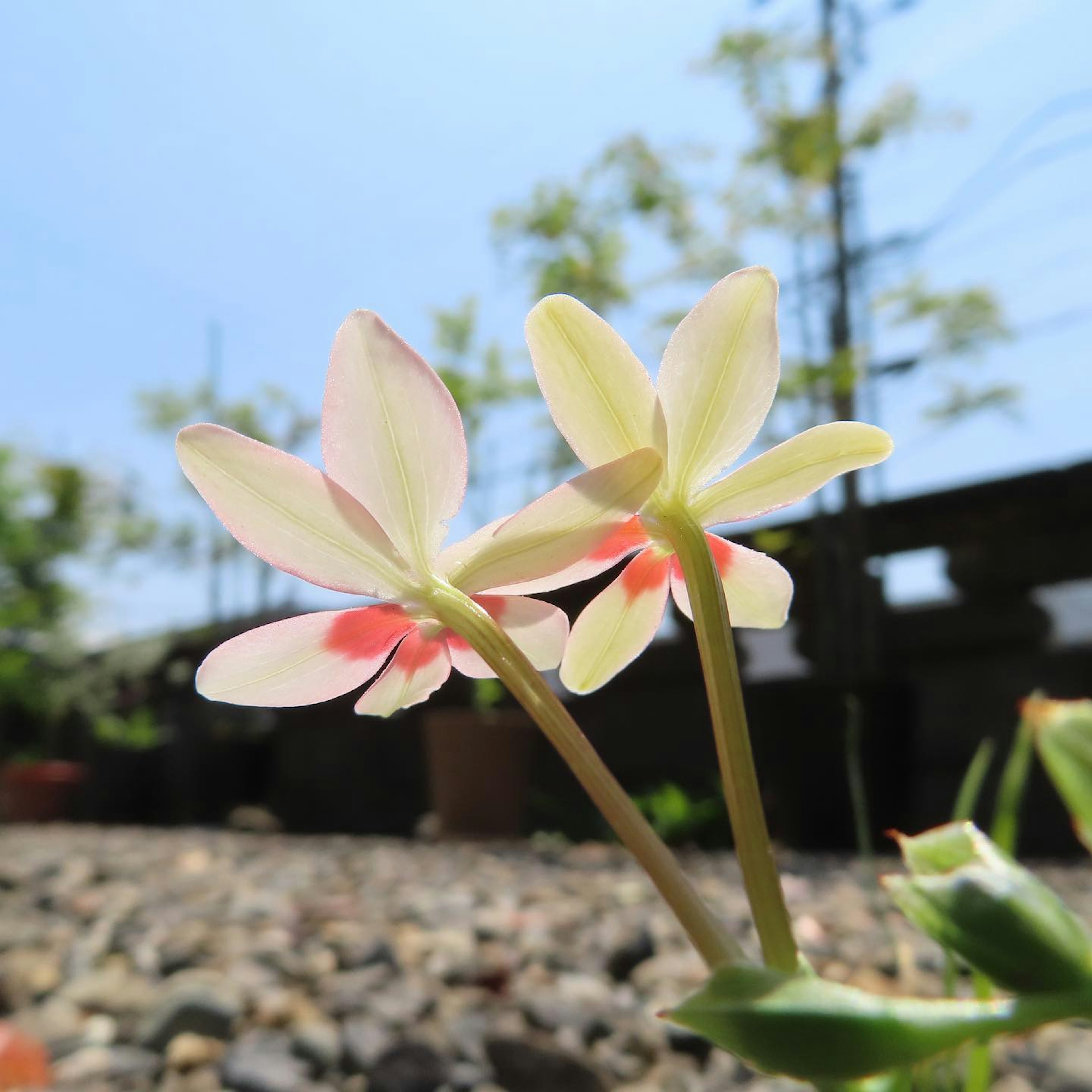 在蓝天下面绽放的两朵白色和粉色的花