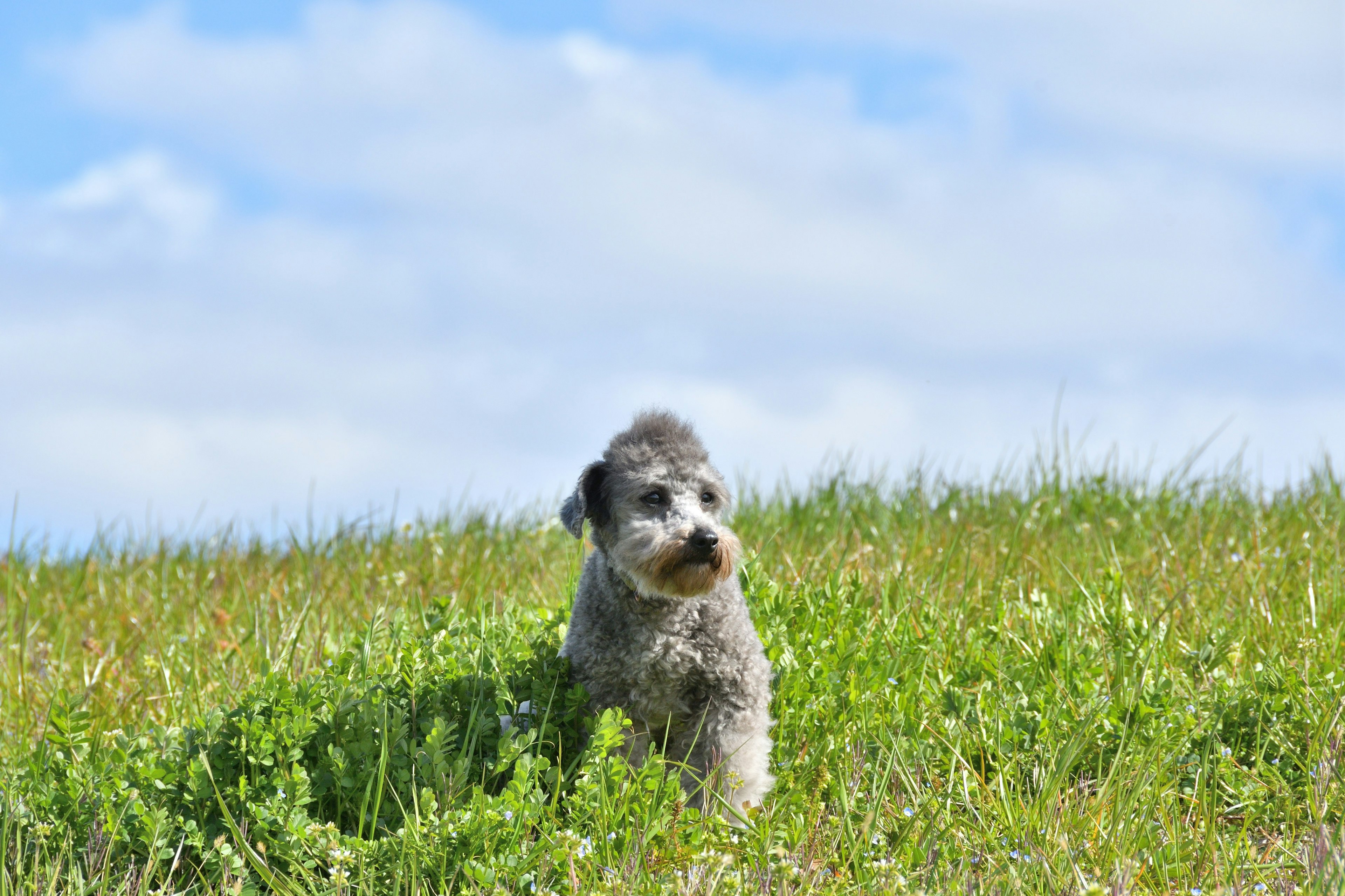 Un perro de pie sobre hierba verde bajo un cielo azul