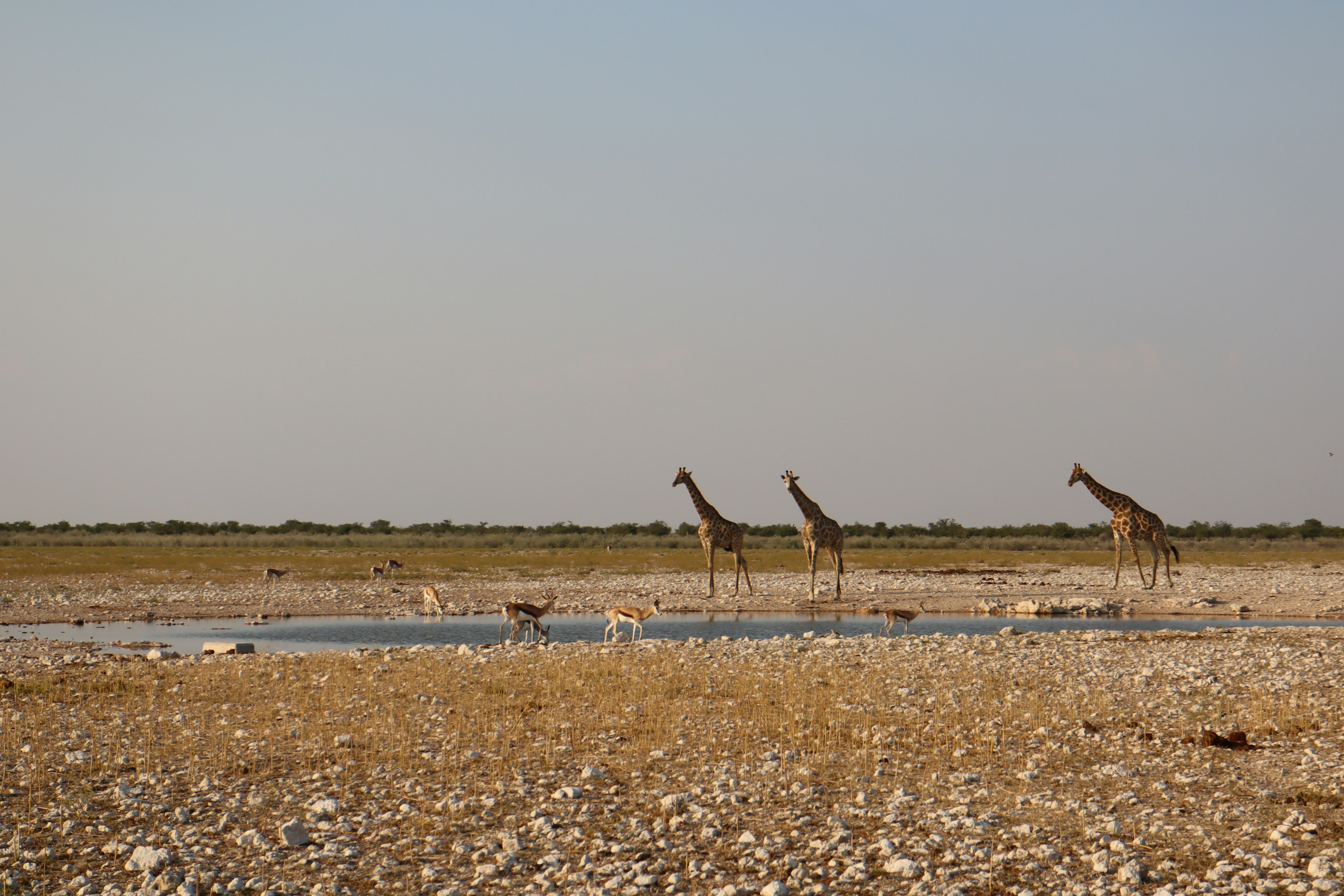 Giraffen trinken Wasser in einer trockenen Savannenlandschaft