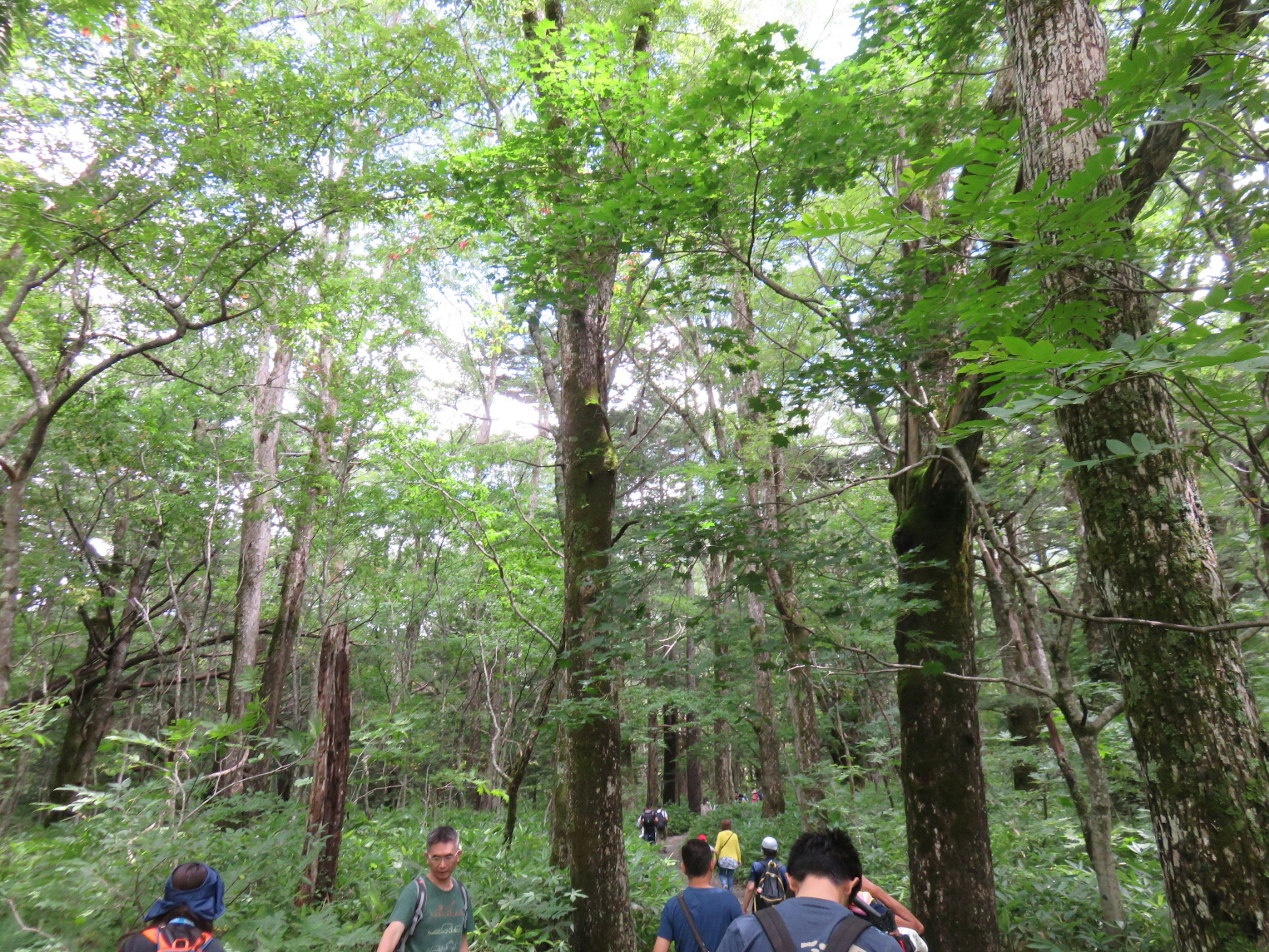 Grupo de personas caminando en un bosque verde