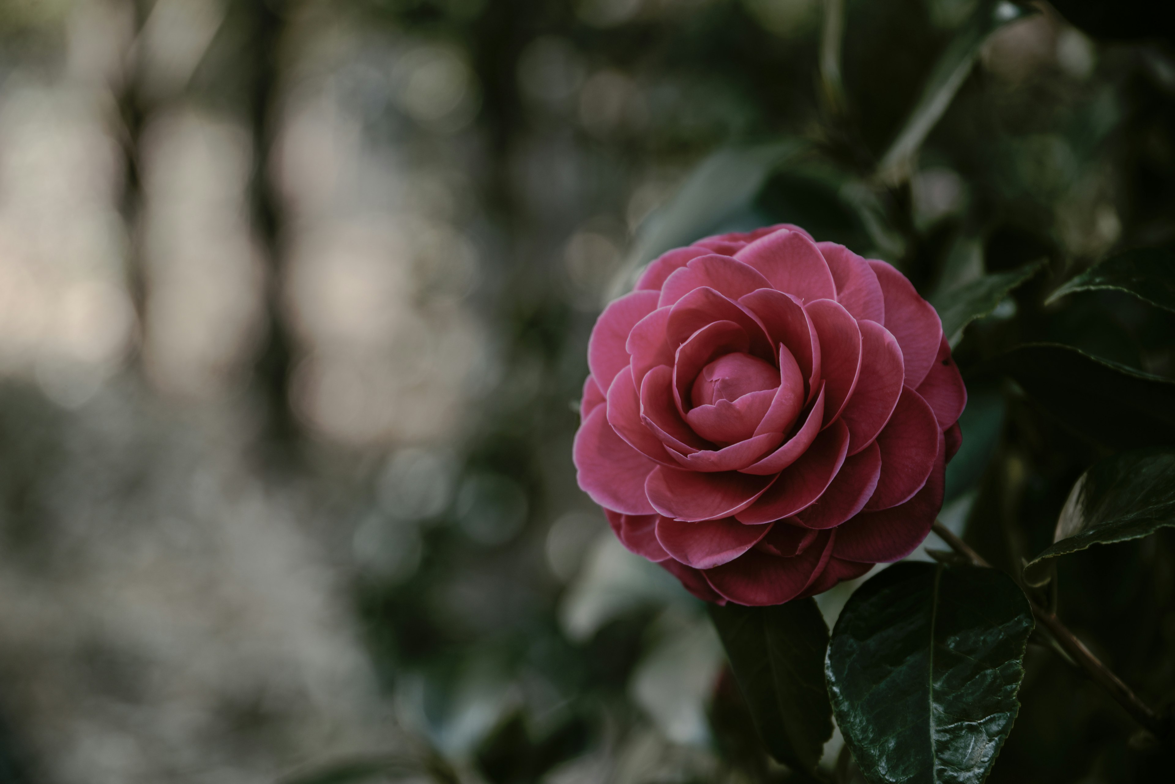 Un fiore di camelia rosa che sboccia tra foglie verdi