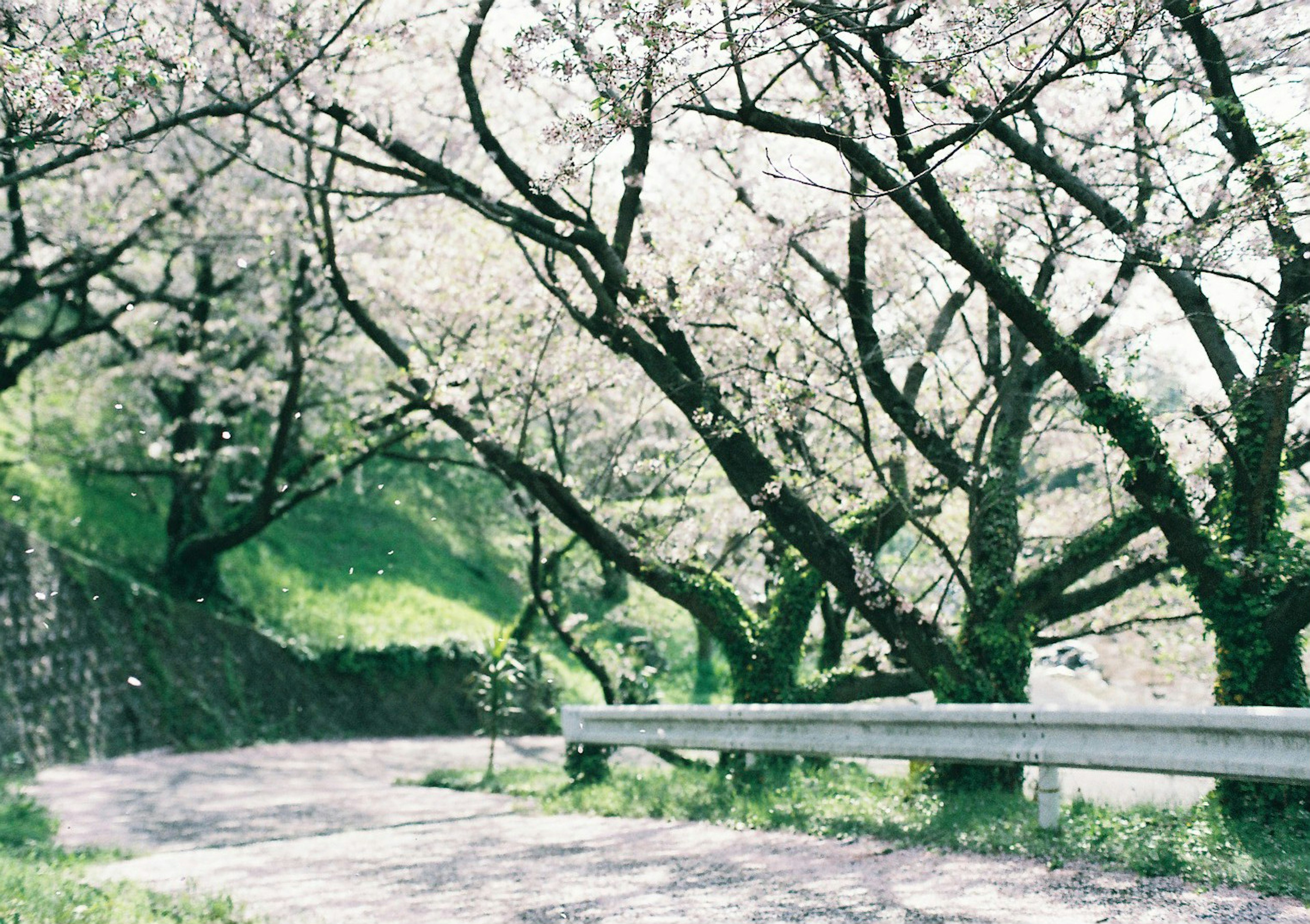 Vista escénica de un camino sinuoso bordeado de árboles de cerezo en flor