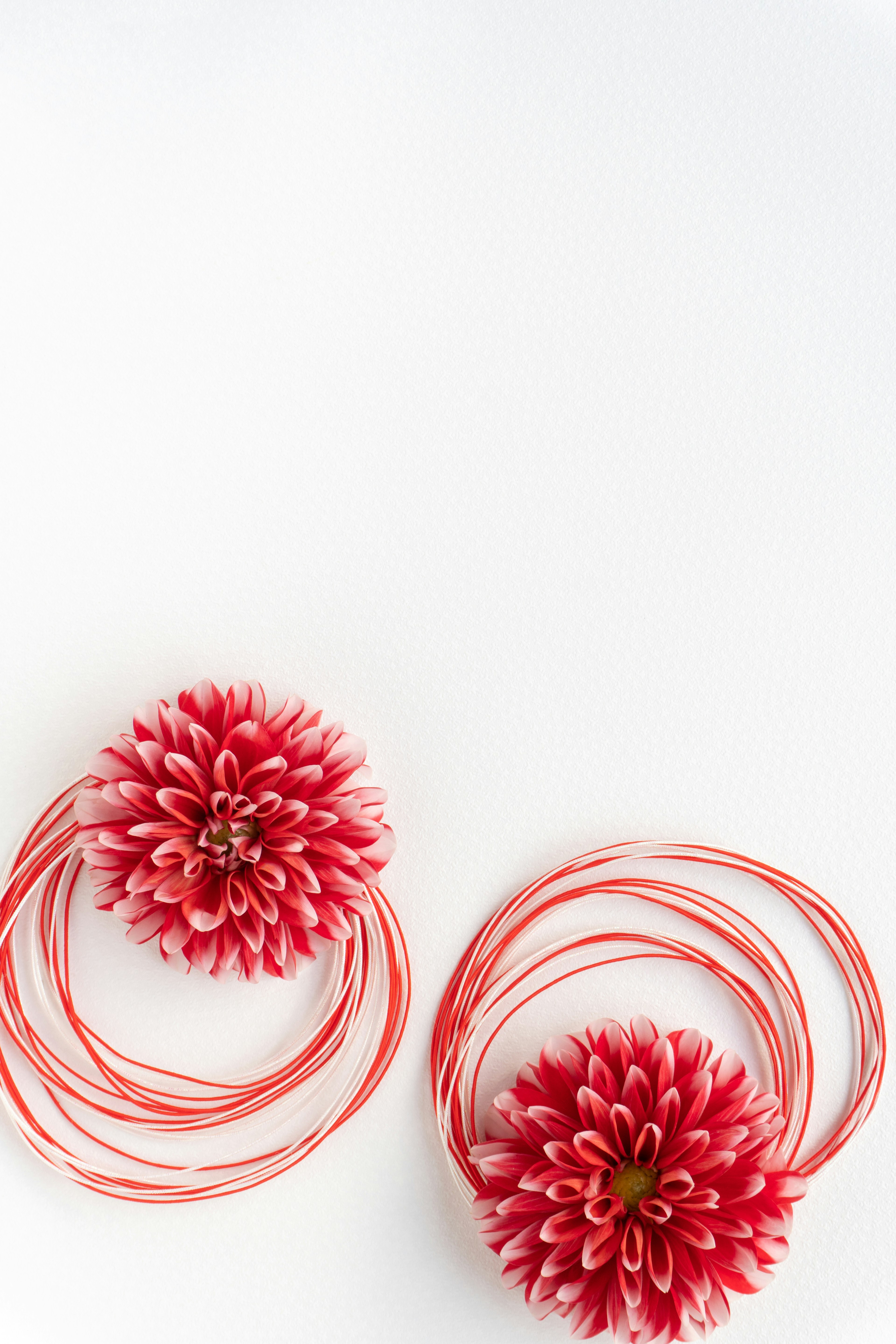 Dos flores rojas sobre un fondo blanco con lazos decorativos